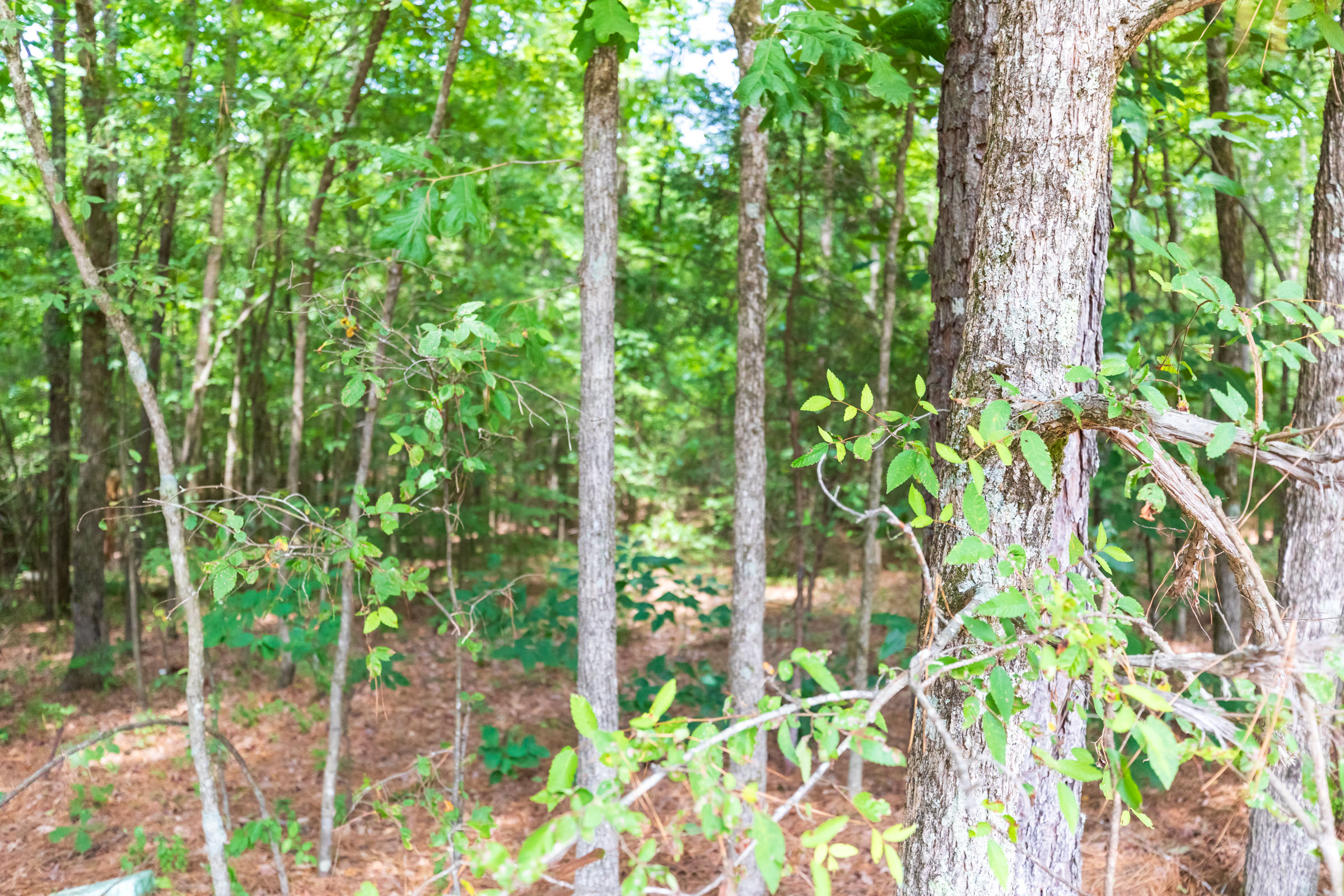 Tract 1 at Whiskey Ridge in Henderson County, Tennessee