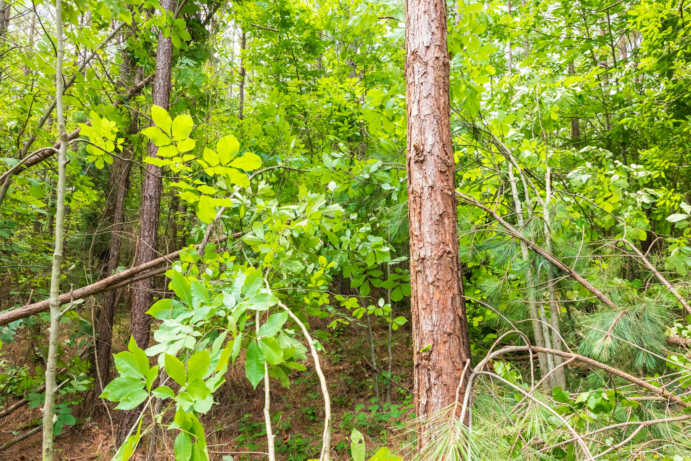 Tract 10 at Whiskey Ridge in Henderson County, Tennessee