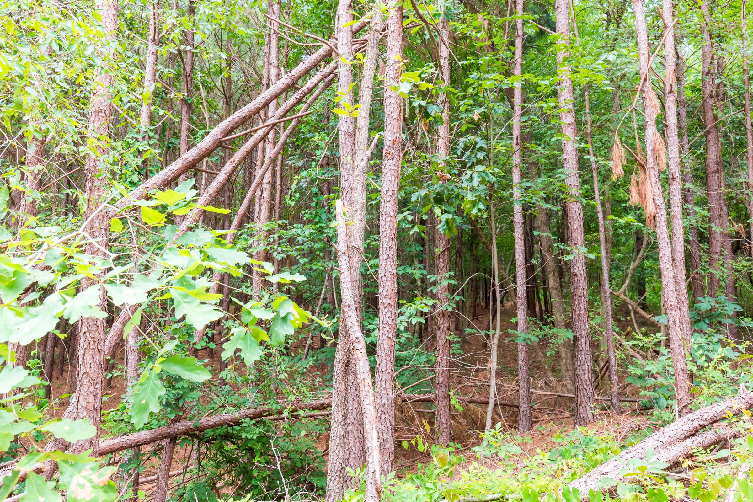 Tract 102 at Whiskey Ridge in Henderson County, Tennessee