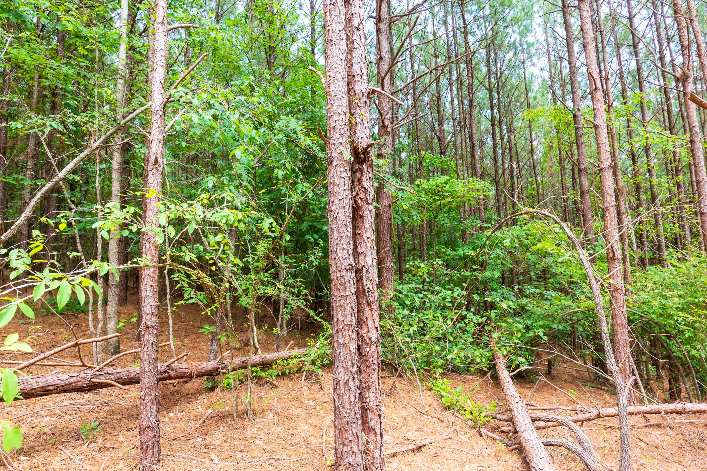 Tract 103 at Whiskey Ridge in Henderson County, Tennessee