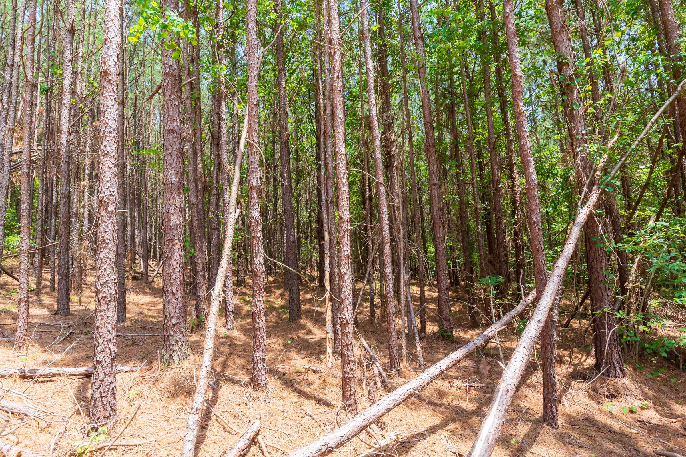 Tract 104 at Whiskey Ridge in Henderson County, Tennessee