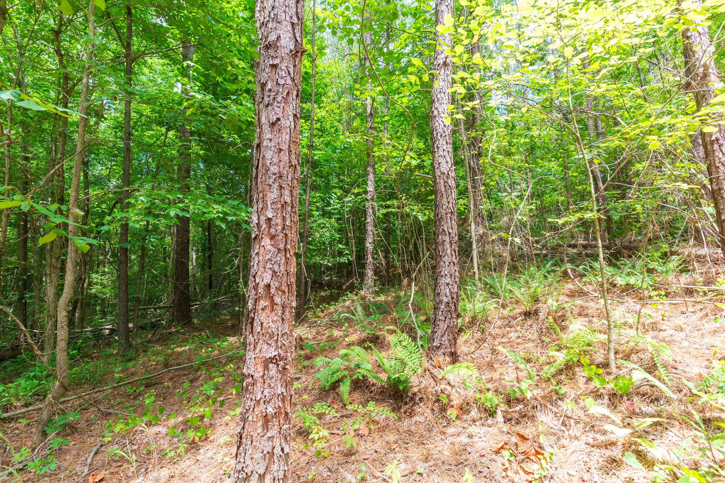 Tract 105 at Whiskey Ridge in Henderson County, Tennessee