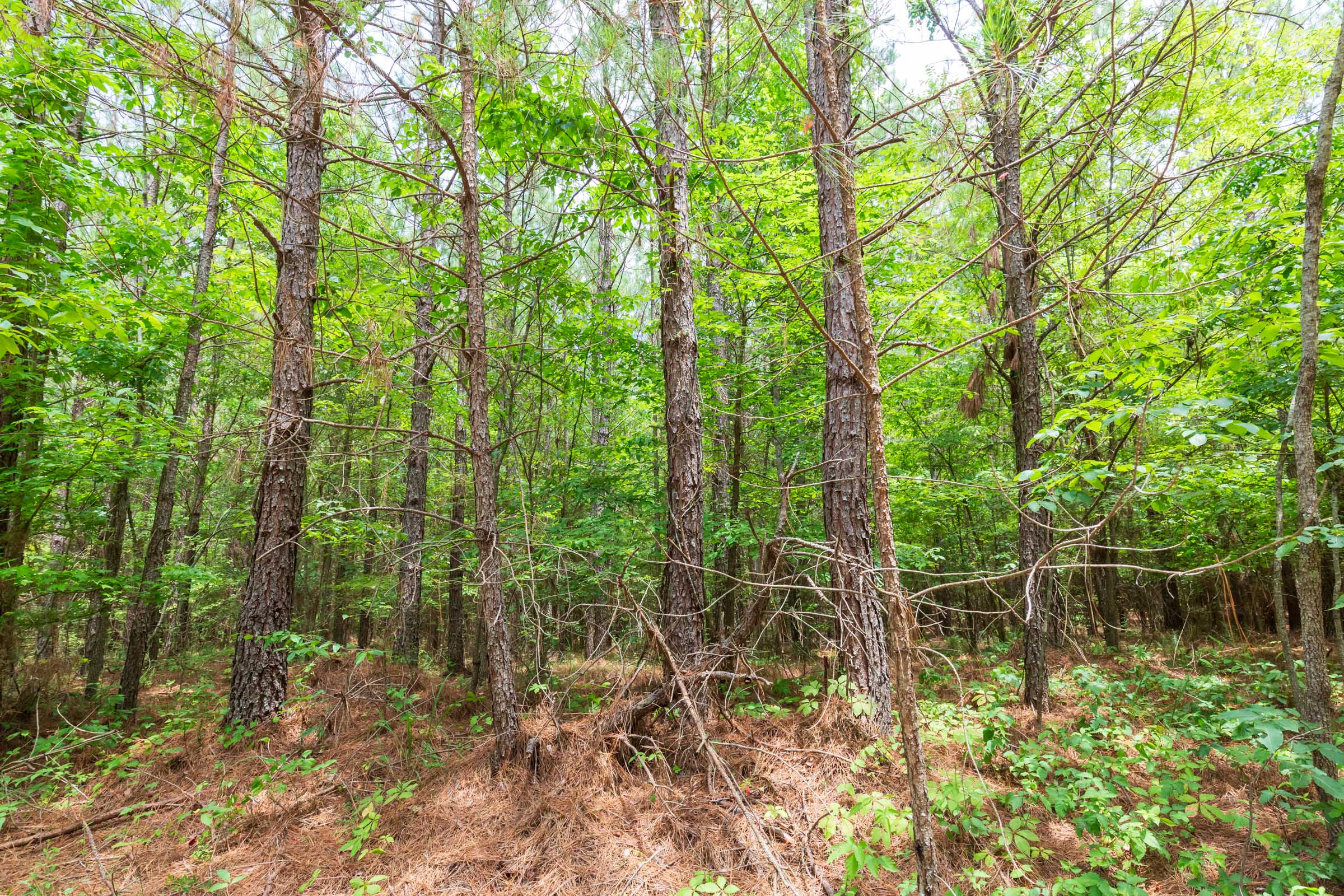 Tract 106 at Whiskey Ridge in Henderson County, Tennessee