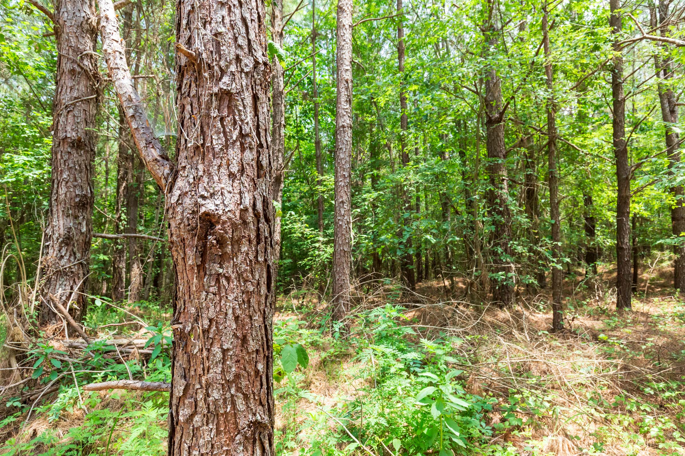 Tract 107 at Whiskey Ridge in Henderson County, Tennessee