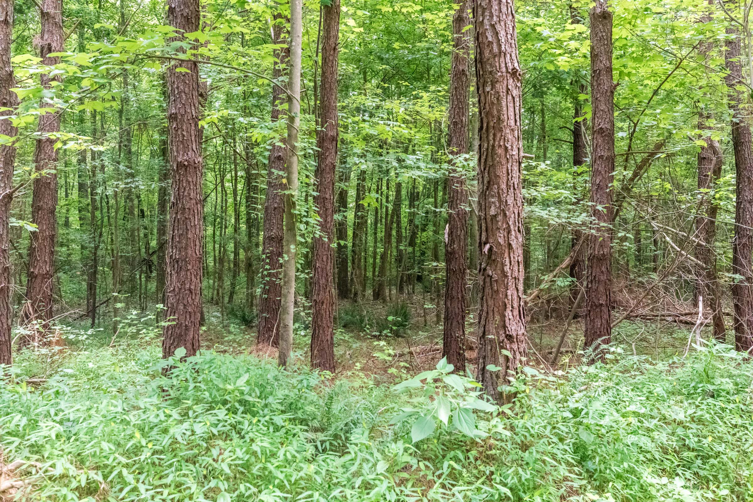 Tract 11 at Whiskey Ridge in Henderson County, Tennessee