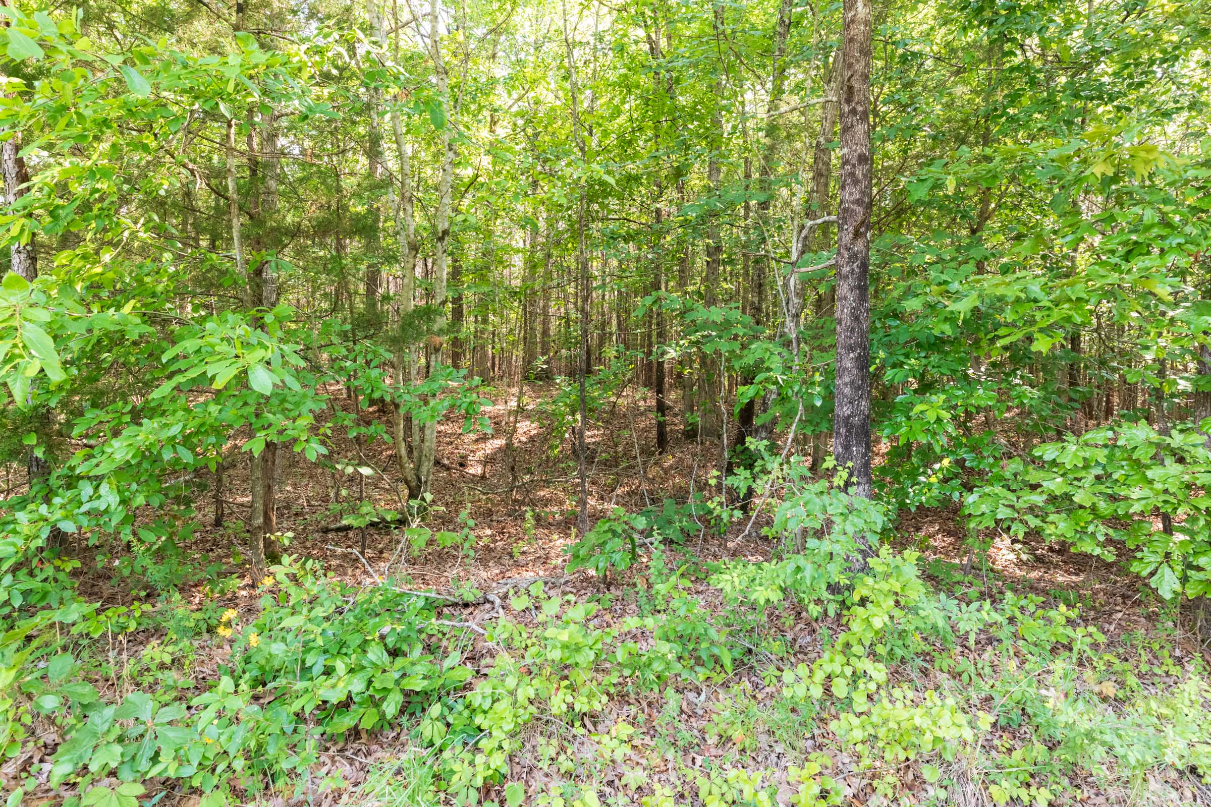 Tract 114 at Whiskey Ridge in Henderson County, Tennessee