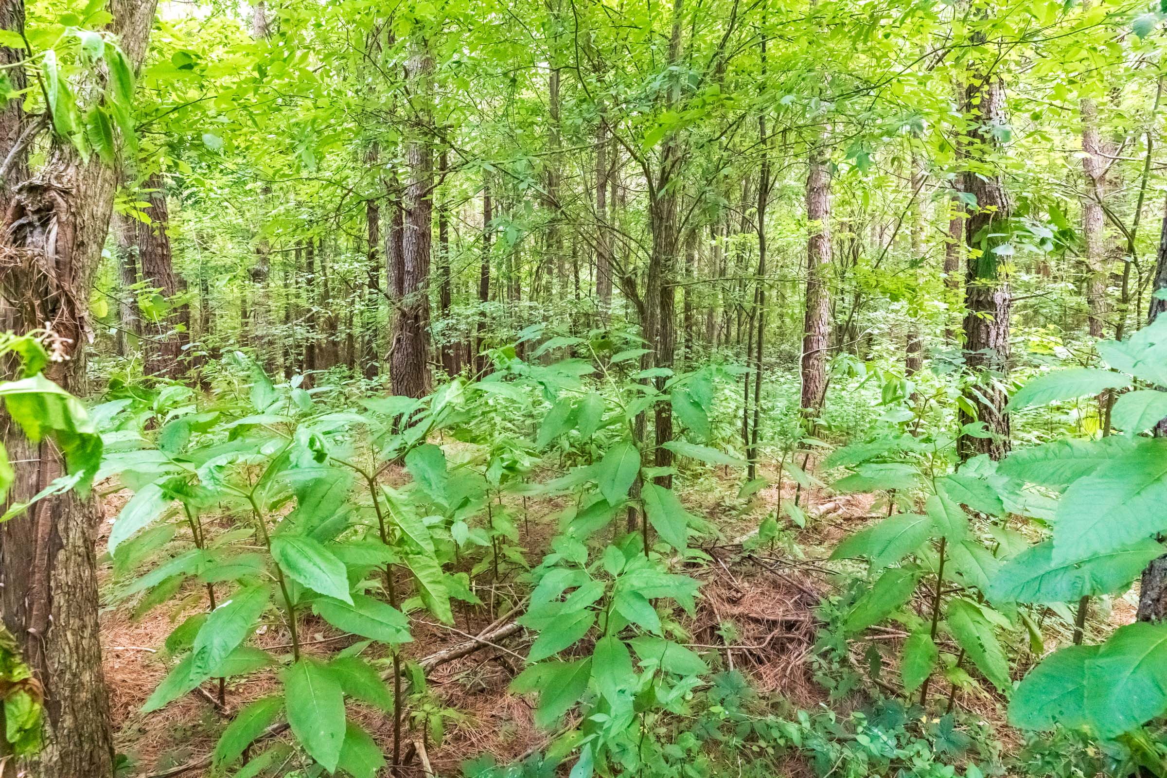Tract 12 at Whiskey Ridge in Henderson County, Tennessee