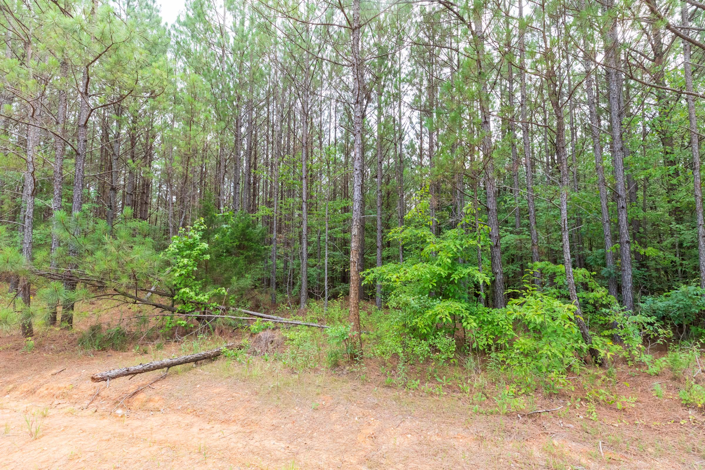 Tract 15 at Whiskey Ridge in Henderson County, Tennessee