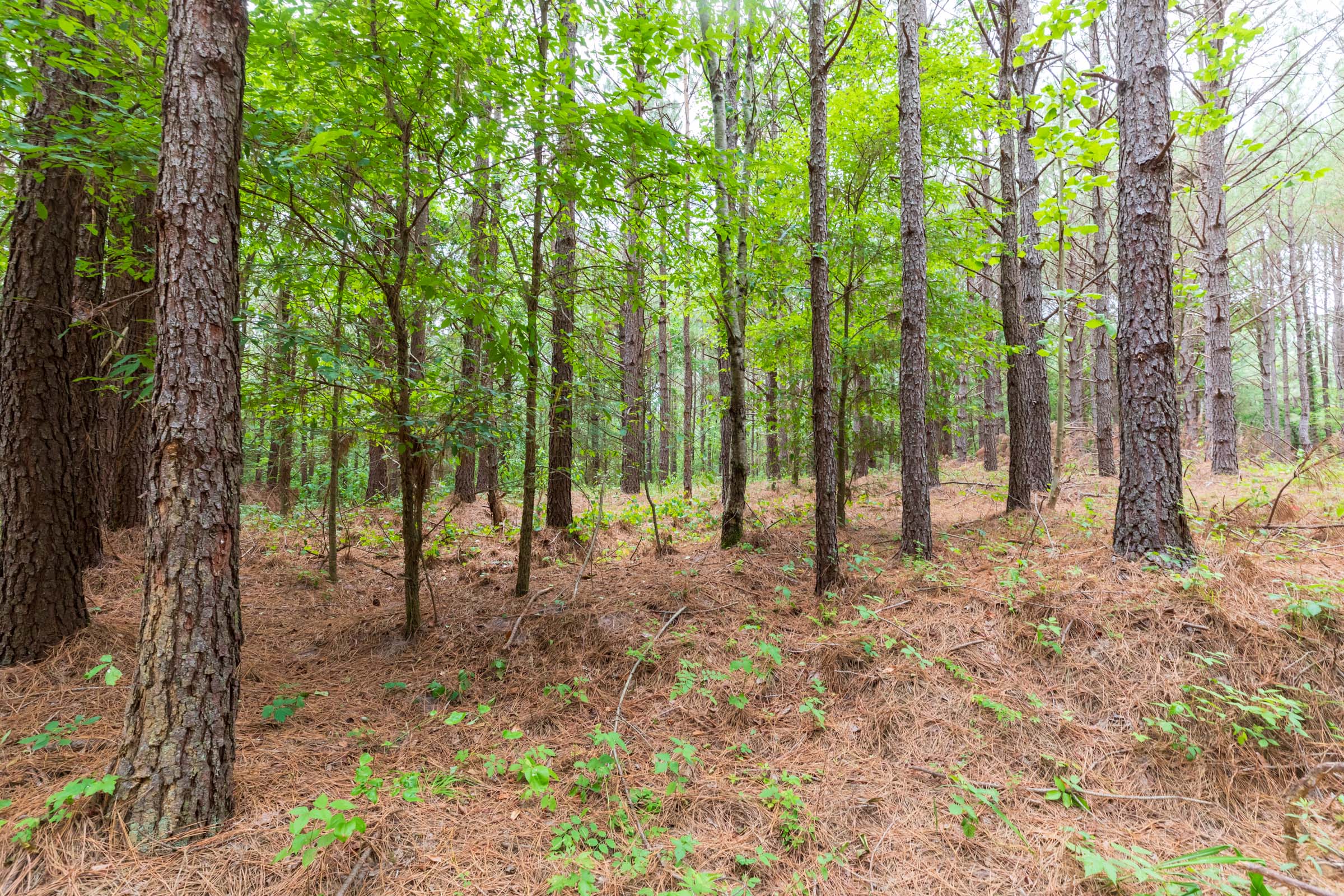 Tract 17 at Whiskey Ridge in Henderson County, Tennessee