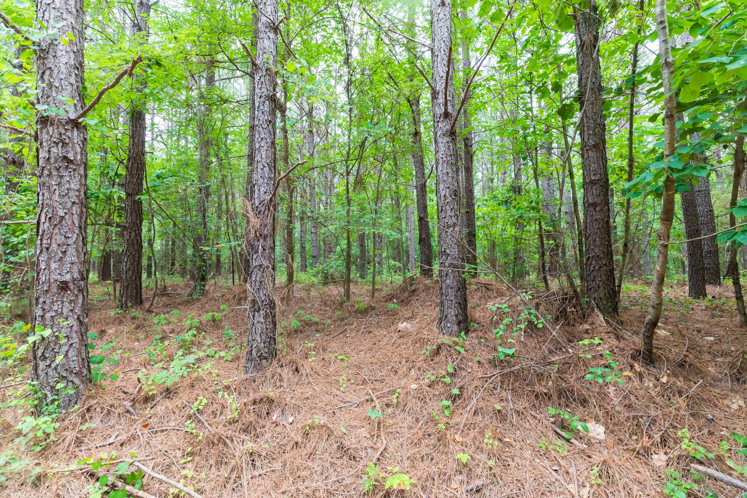 Tract 18 at Whiskey Ridge in Henderson County, Tennessee