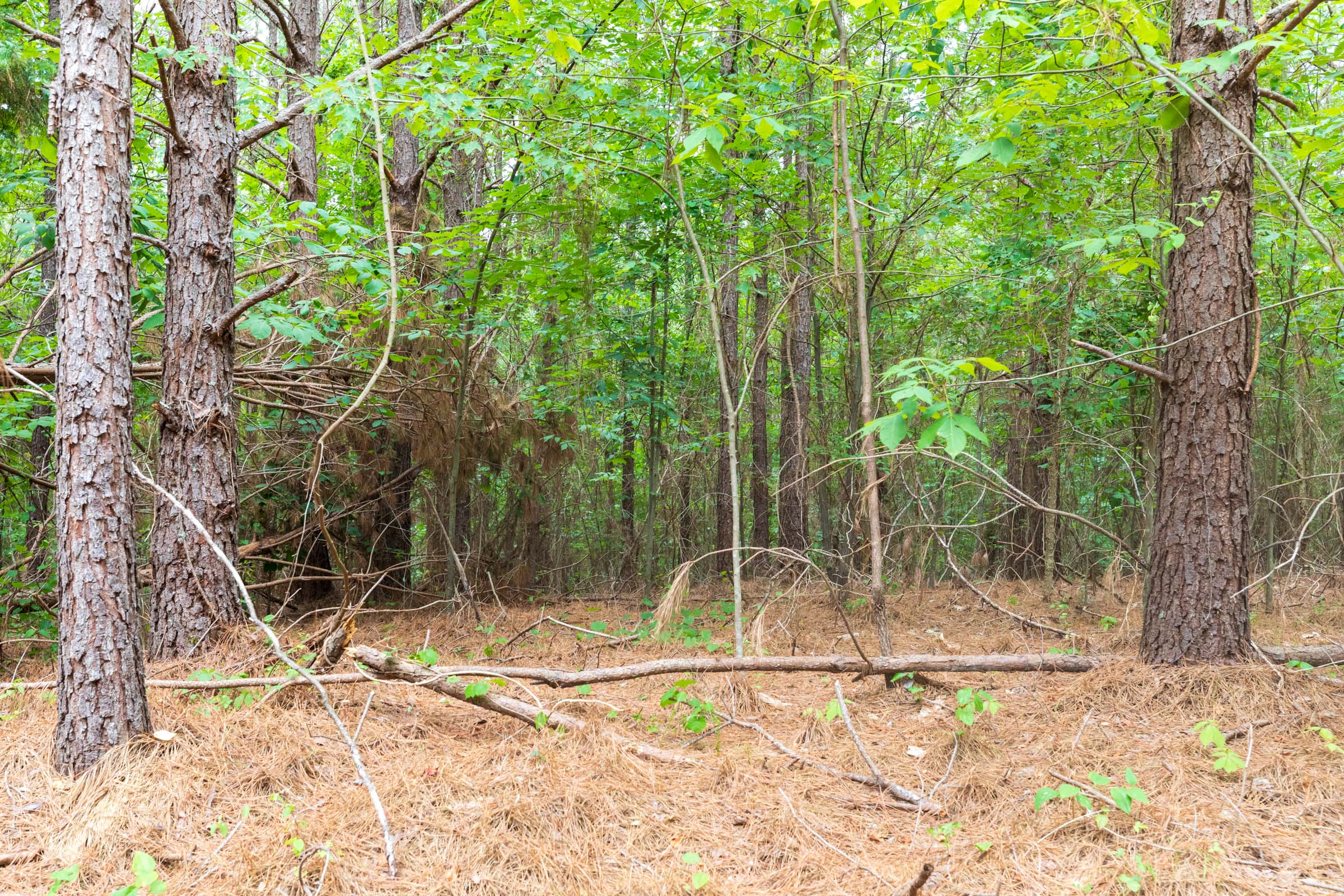 Tract 19 at Whiskey Ridge in Henderson County, Tennessee
