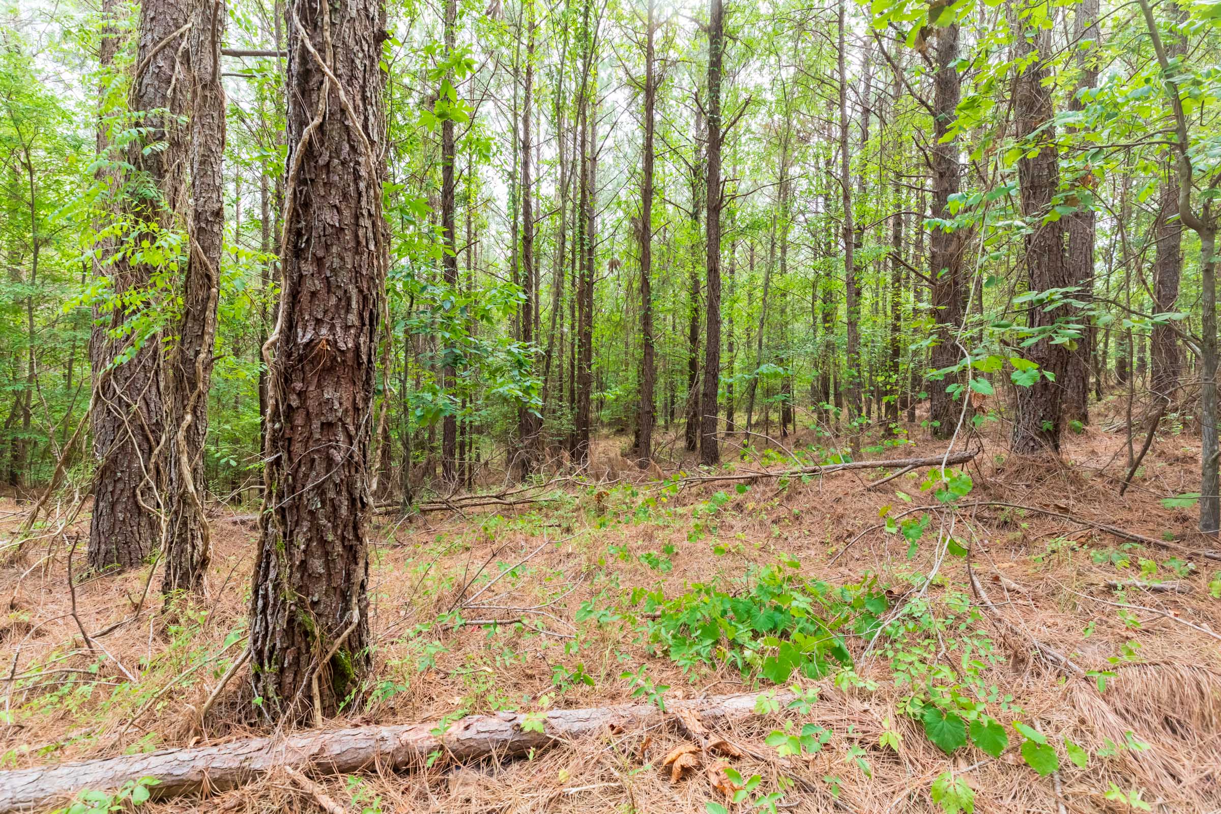 Tract 20 at Whiskey Ridge in Henderson County, Tennessee