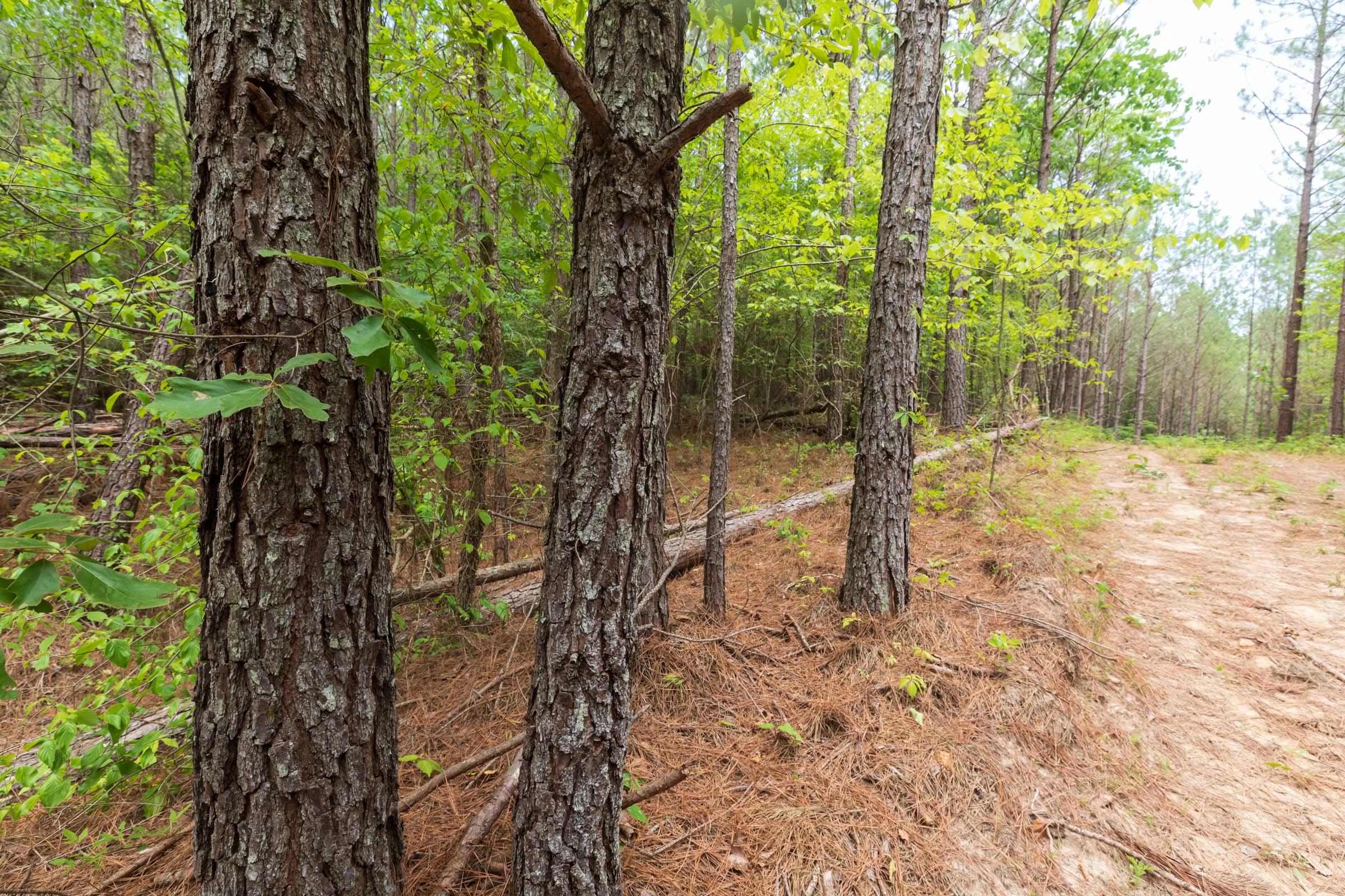 Tract 21 at Whiskey Ridge in Henderson County, Tennessee