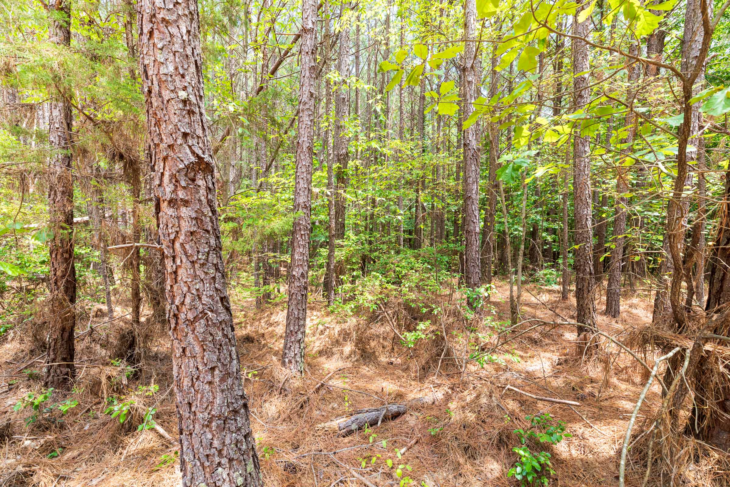 Tract 24 at Whiskey Ridge in Henderson County, Tennessee