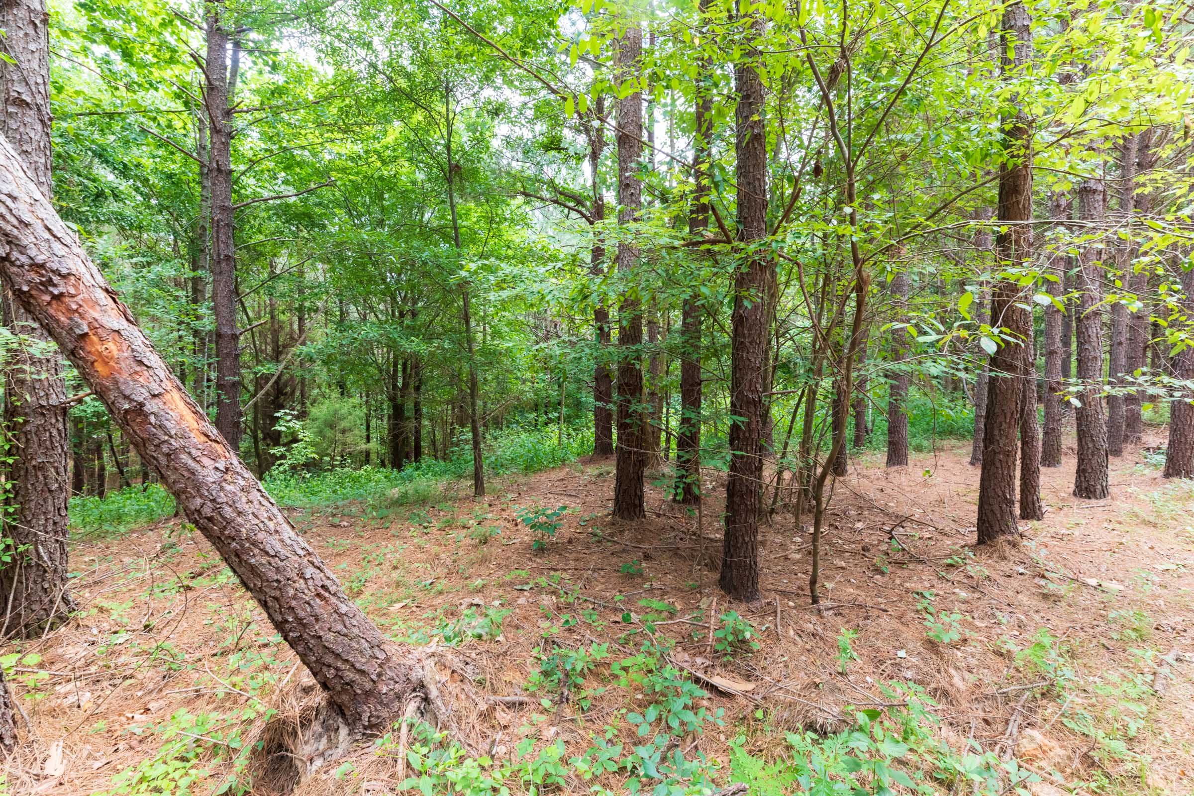 Tract 29 at Whiskey Ridge in Henderson County, Tennessee