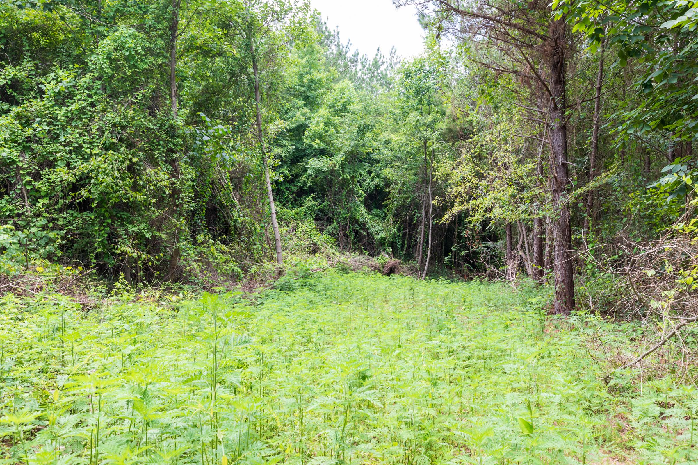 Tract 30 at Whiskey Ridge in Henderson County, Tennessee