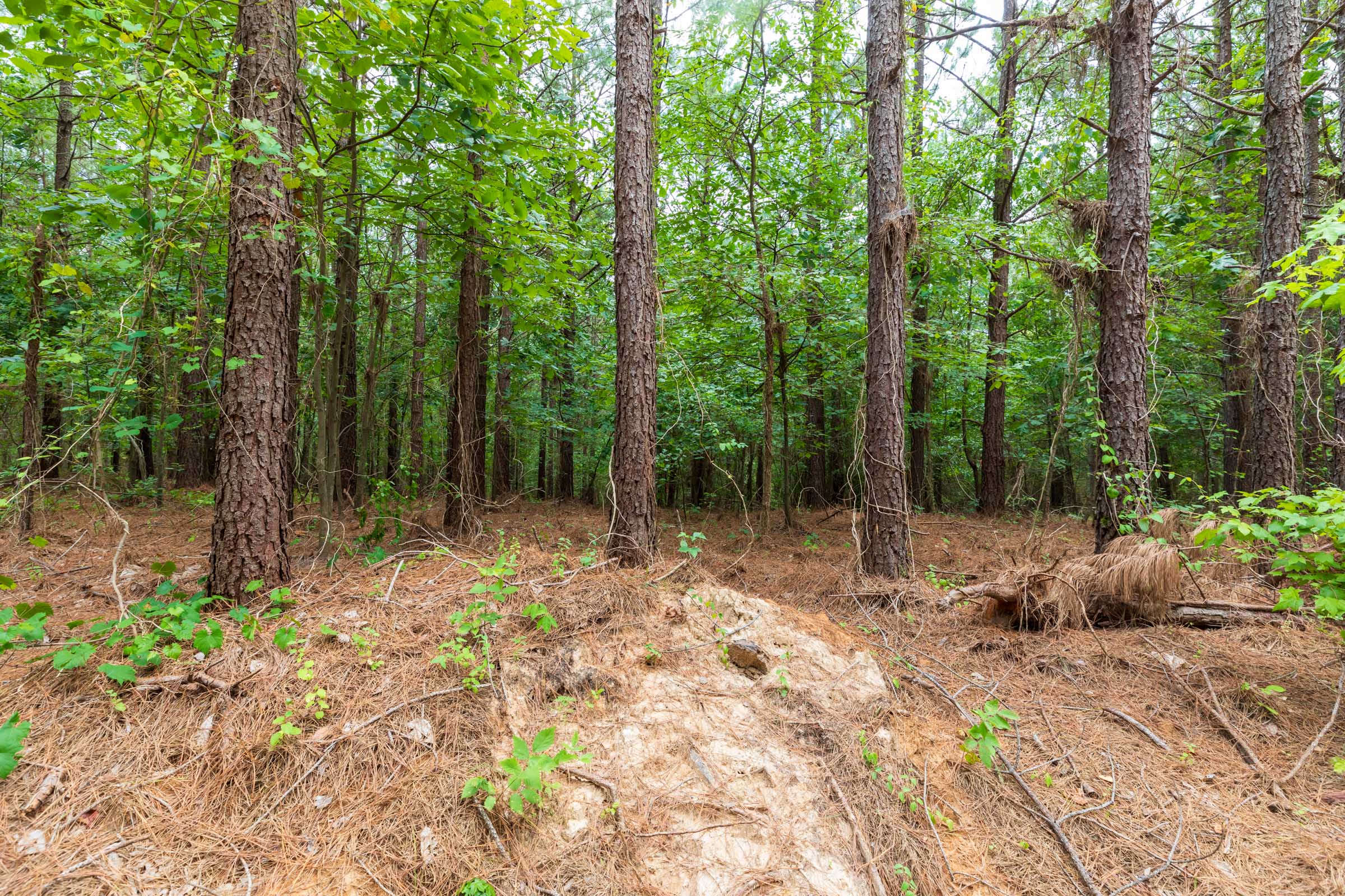 Tract 33 at Whiskey Ridge in Henderson County, Tennessee