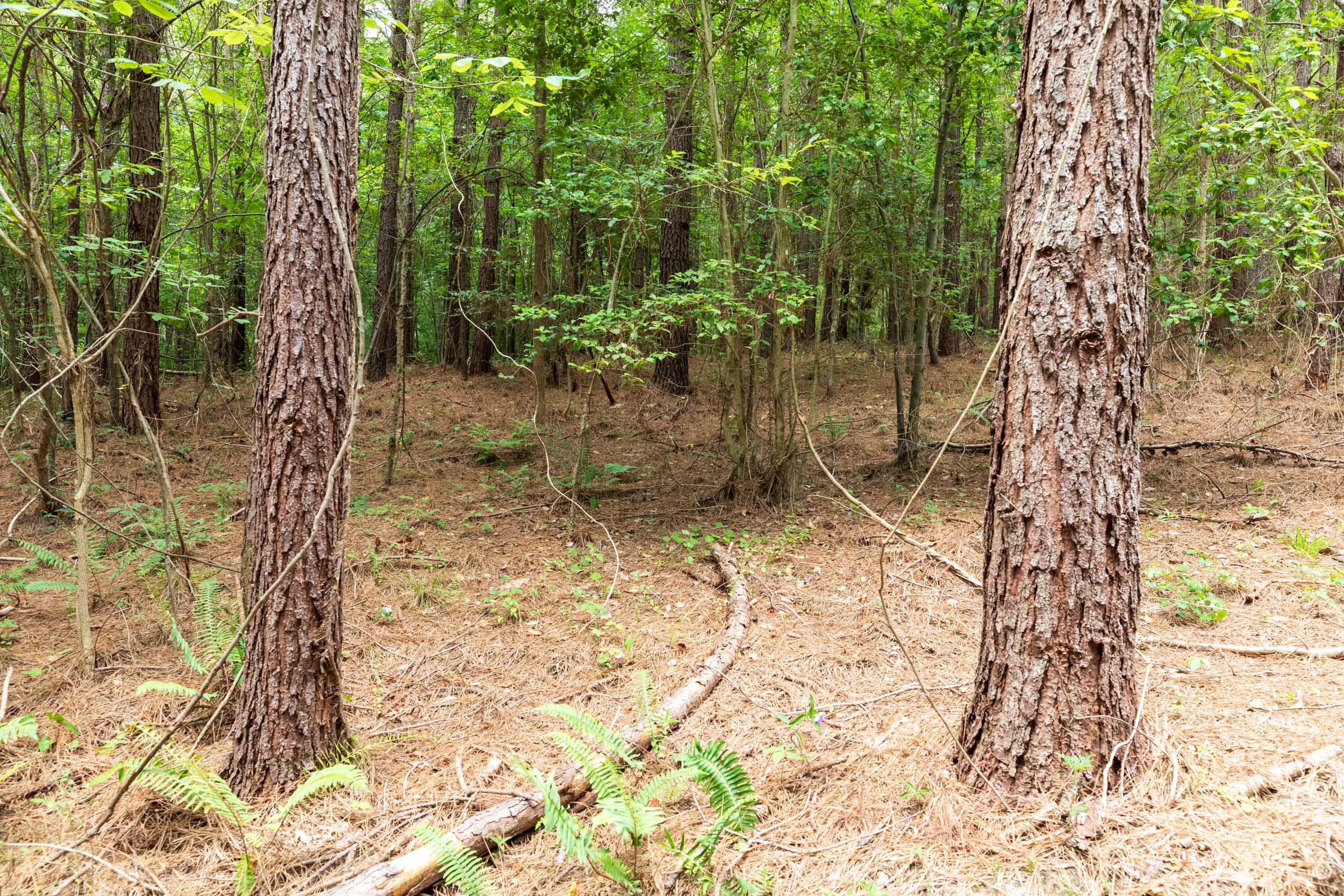 Tract 34 at Whiskey Ridge in Henderson County, Tennessee