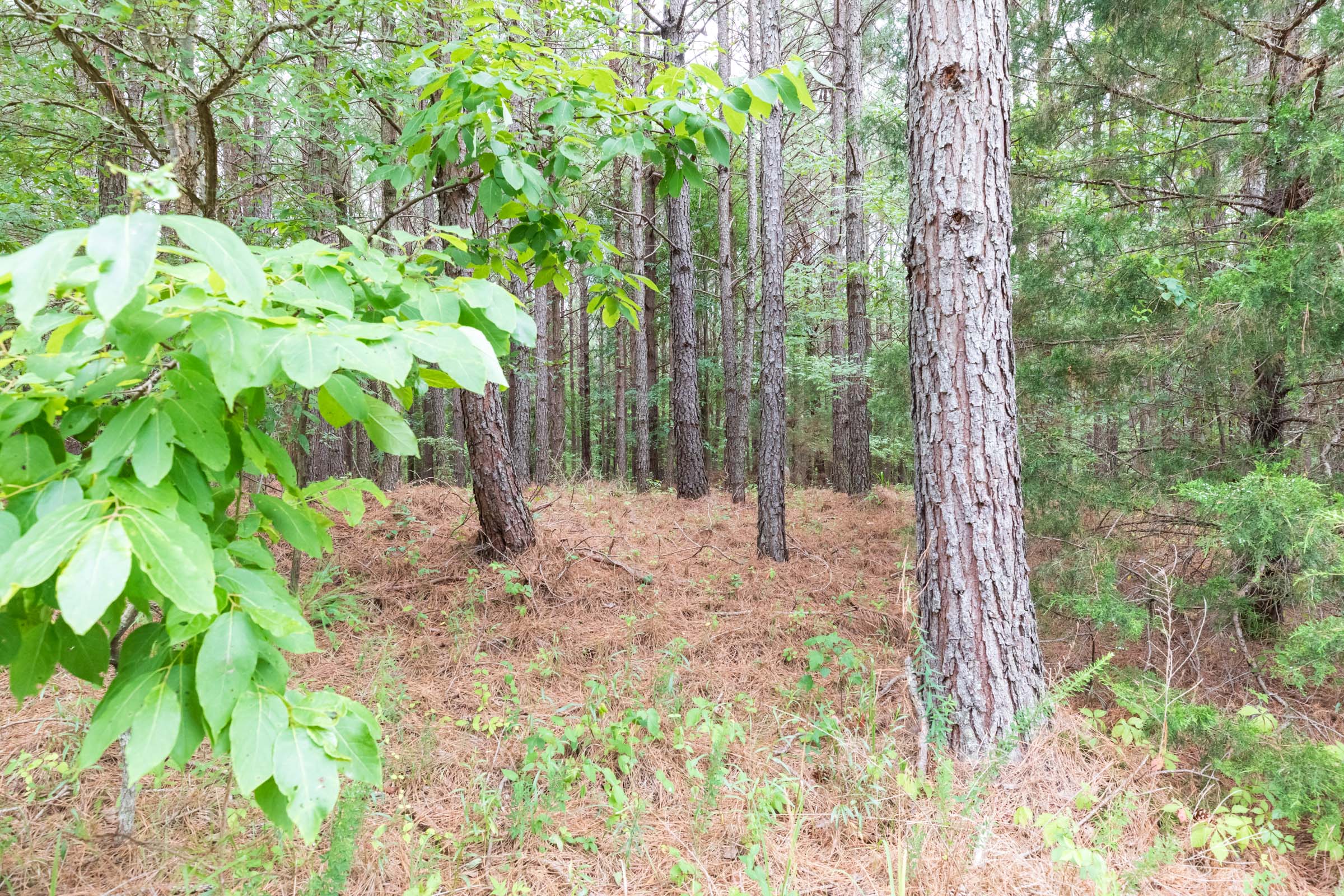 Tract 35 at Whiskey Ridge in Henderson County, Tennessee