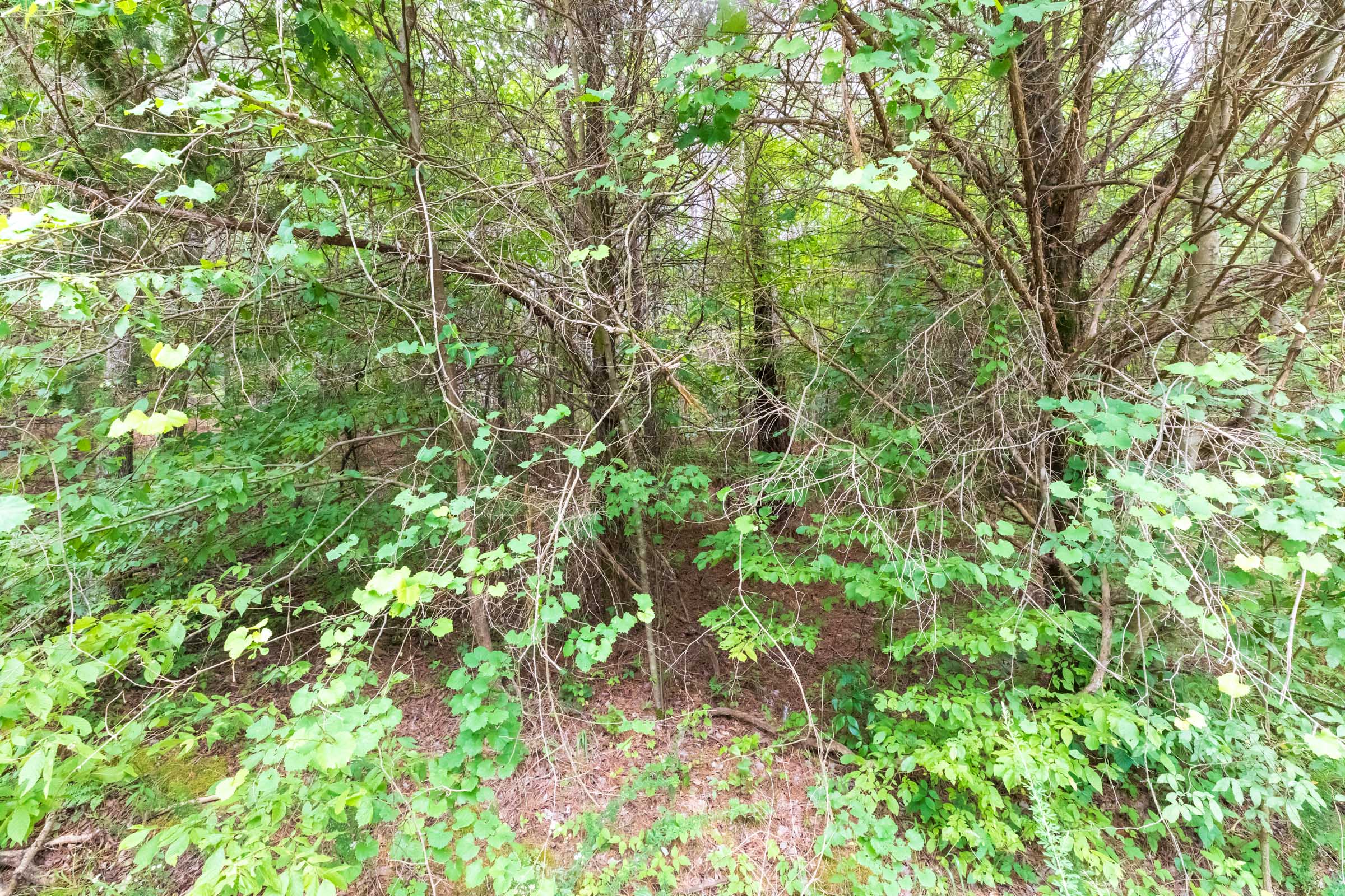 Tract 36 at Whiskey Ridge in Henderson County, Tennessee