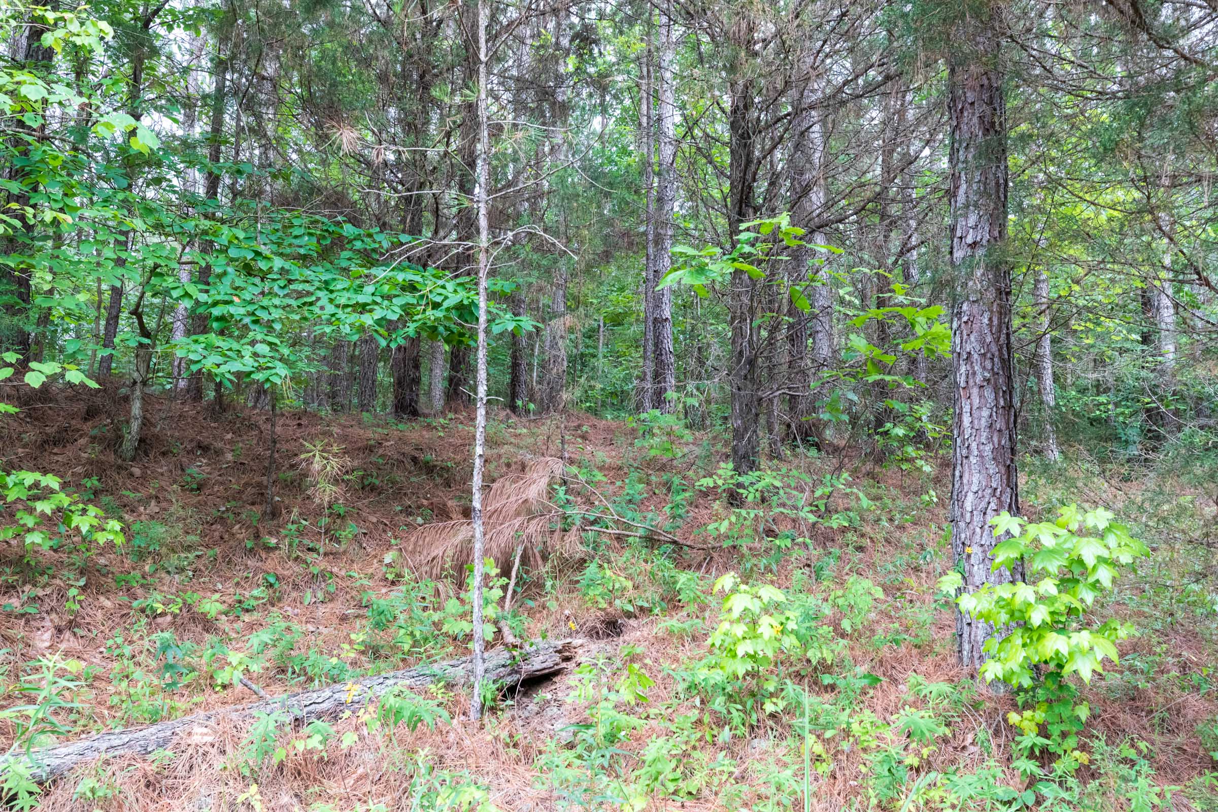 Tract 38 at Whiskey Ridge in Henderson County, Tennessee