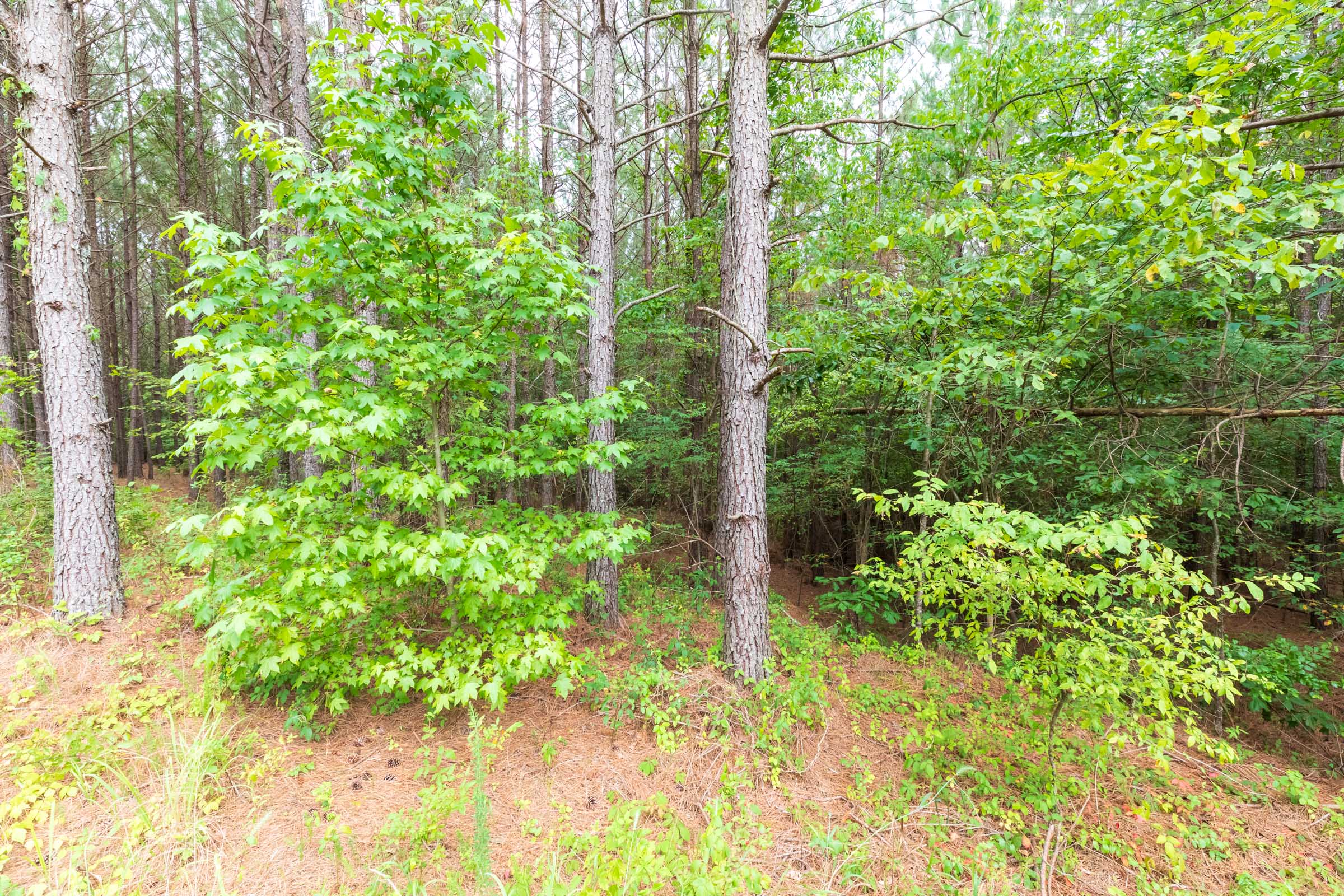 Tract 40 at Whiskey Ridge in Henderson County, Tennessee
