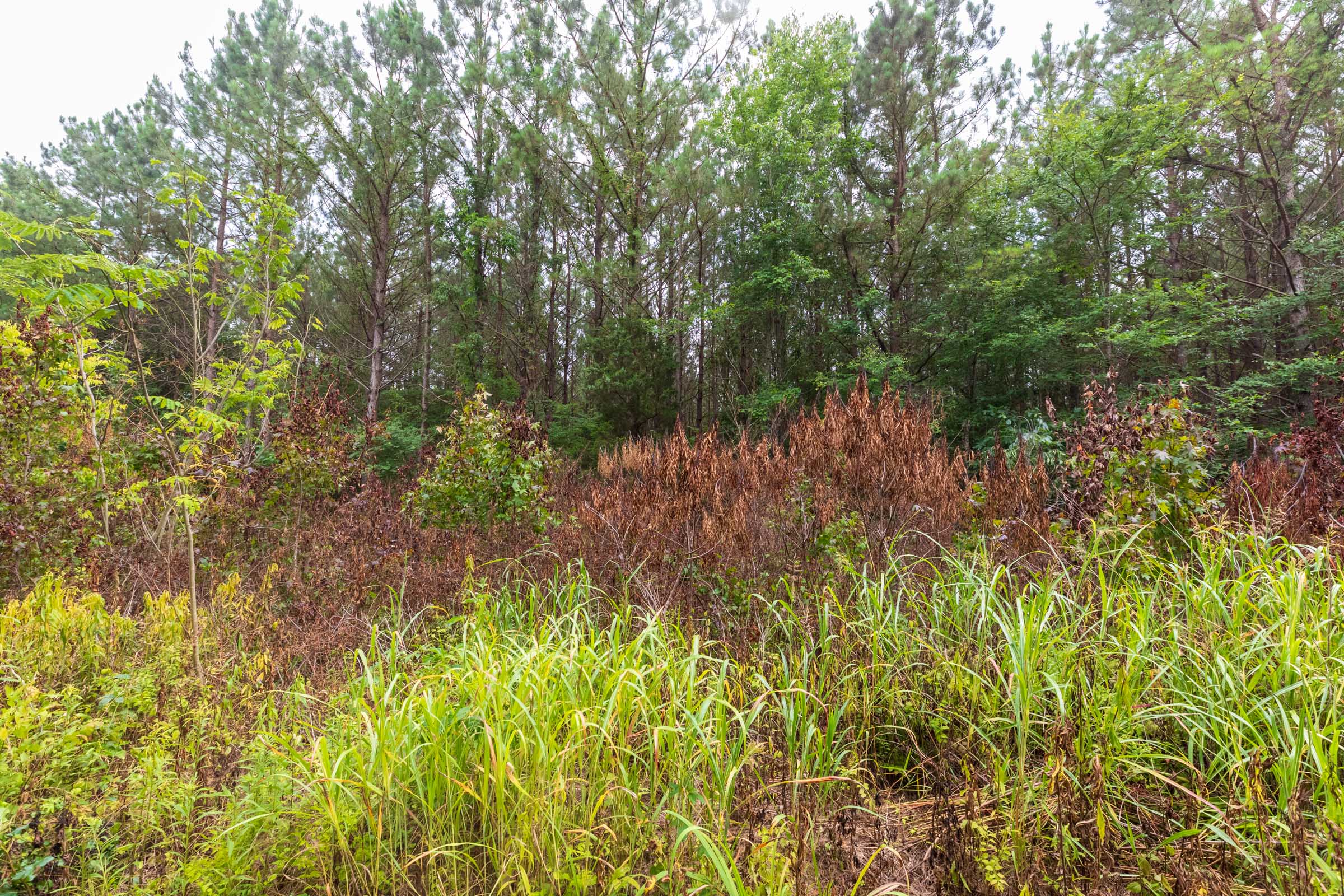 Tract 41 at Whiskey Ridge in Henderson County, Tennessee