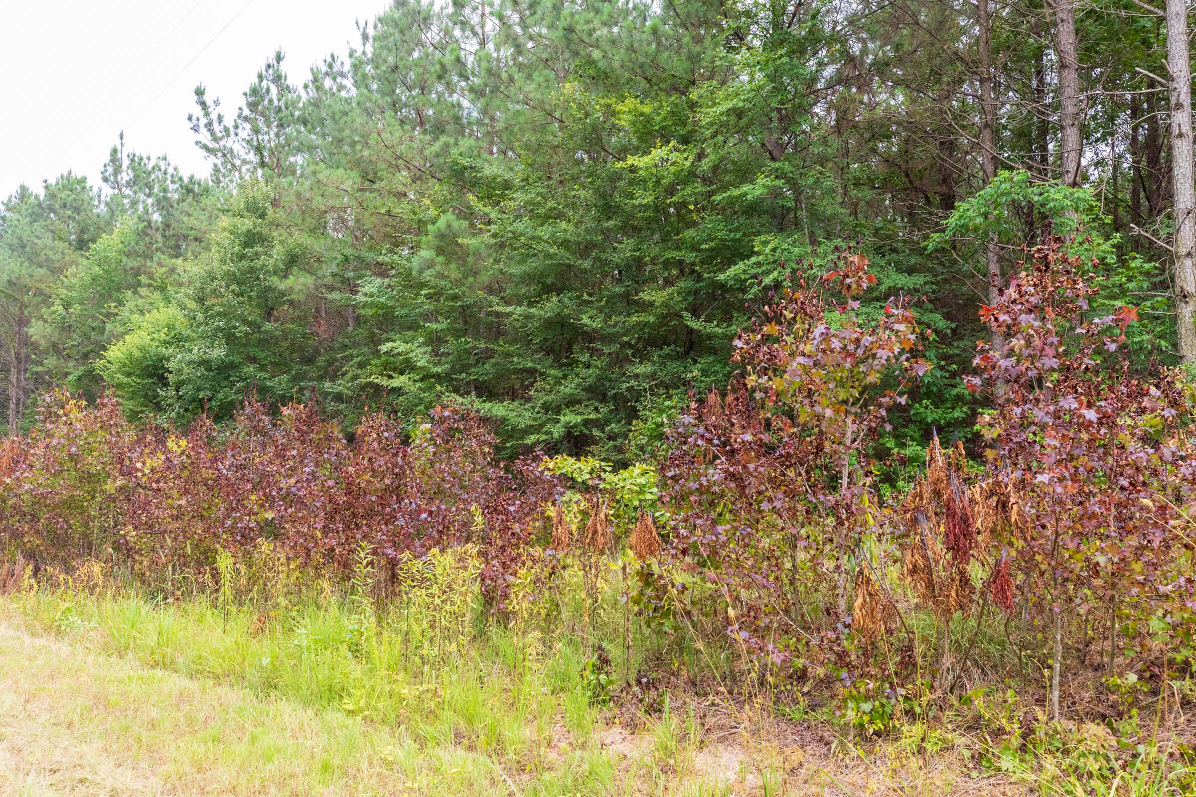 Tract 42 at Whiskey Ridge in Henderson County, Tennessee