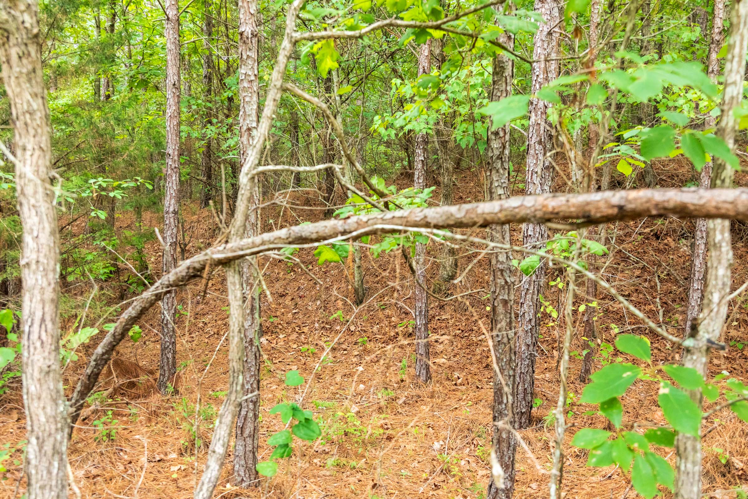 Tract 44 at Whiskey Ridge in Henderson County, Tennessee
