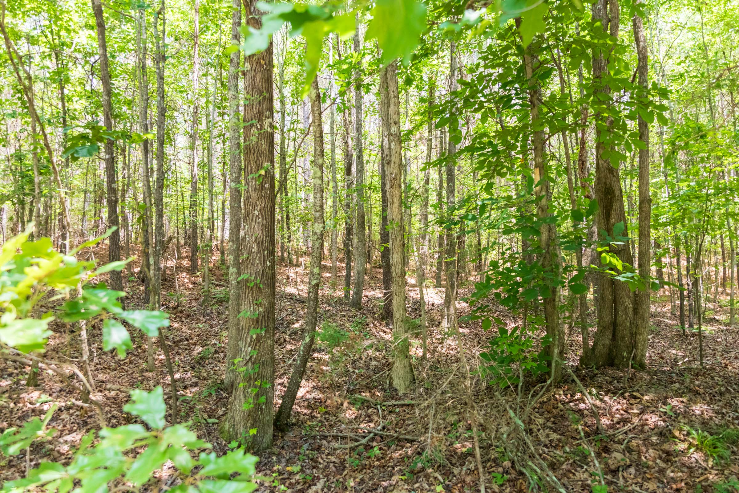 Tract 49 at Whiskey Ridge in Henderson County, Tennessee