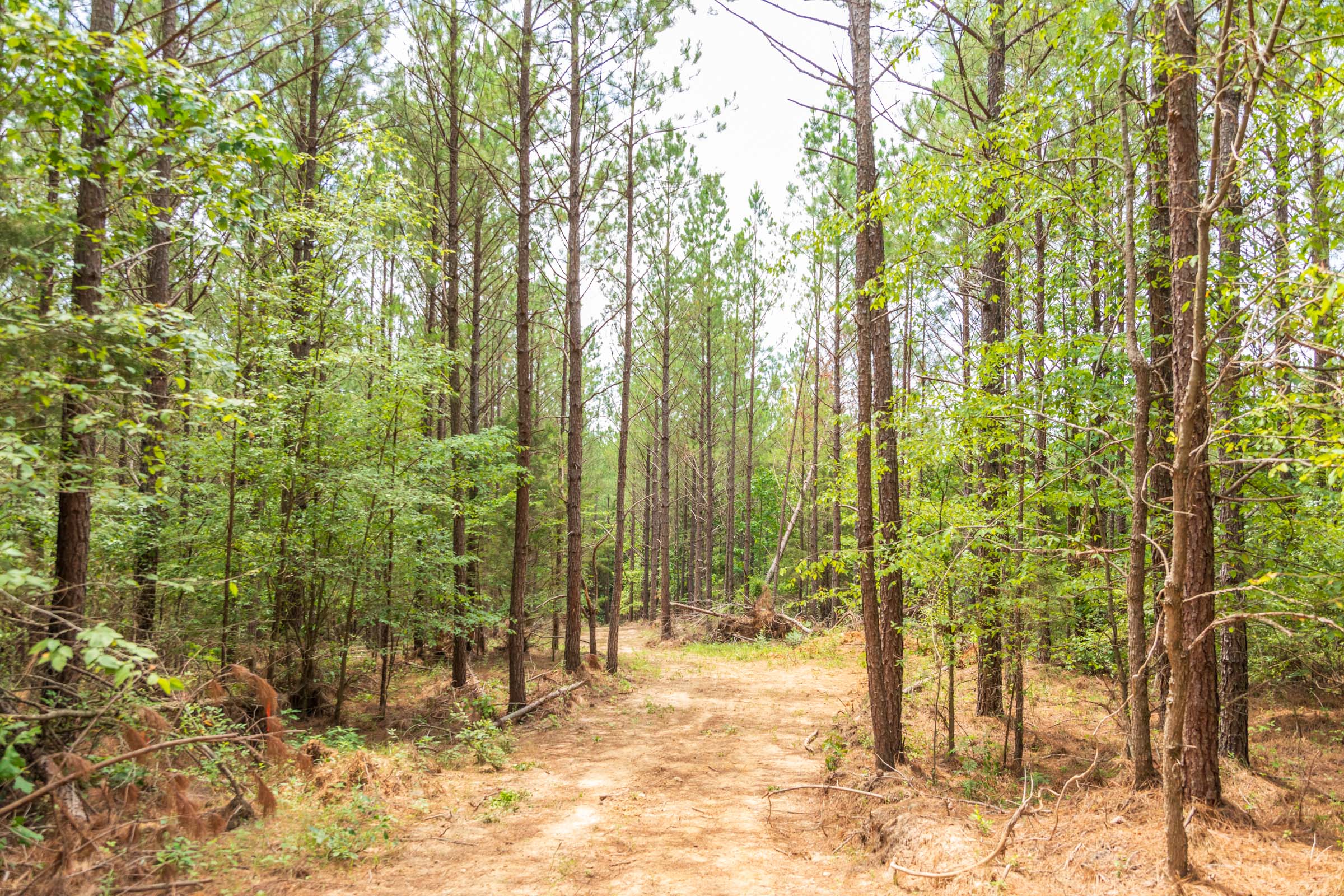 Tract 50 at Whiskey Ridge in Henderson County, Tennessee