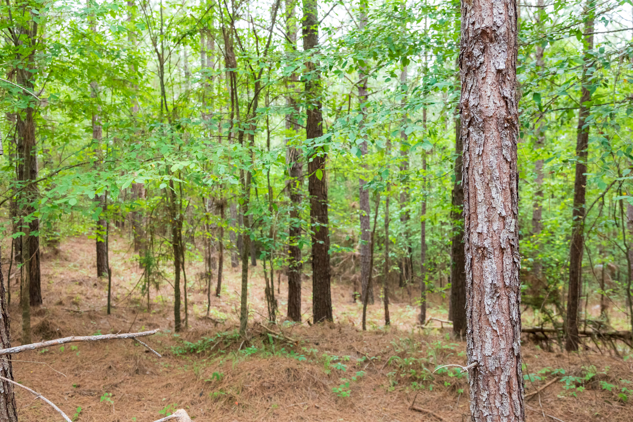 Tract 62 at Whiskey Ridge in Henderson County, Tennessee