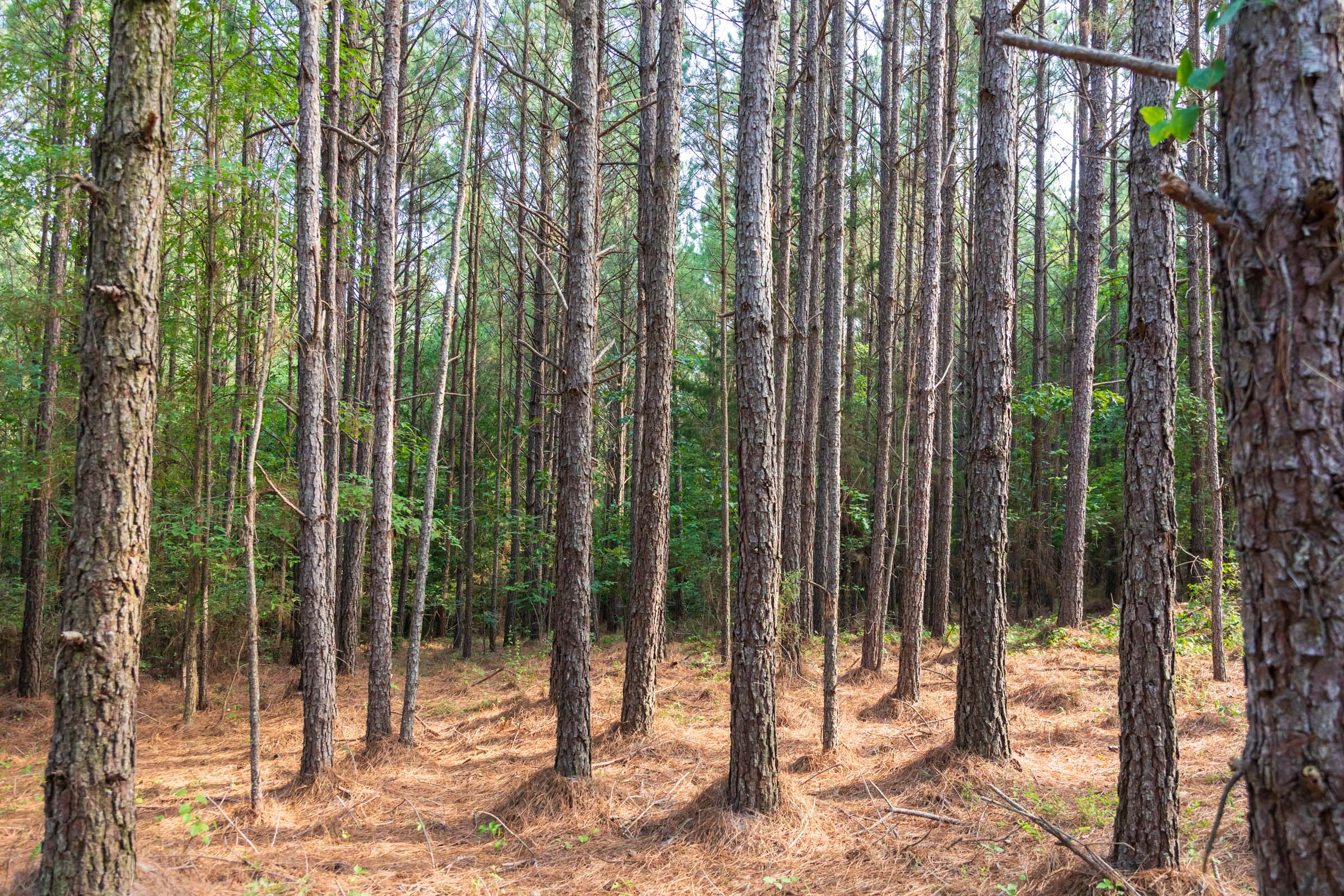 Tract 63 at Whiskey Ridge in Henderson County, Tennessee