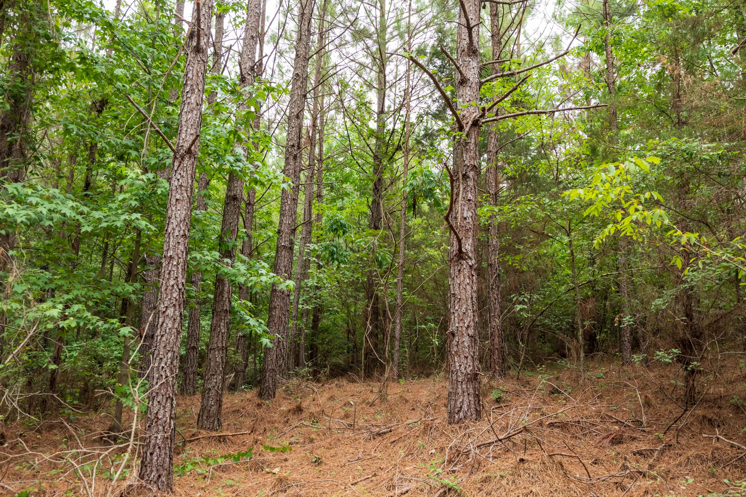 Tract 66 at Whiskey Ridge in Henderson County, Tennessee