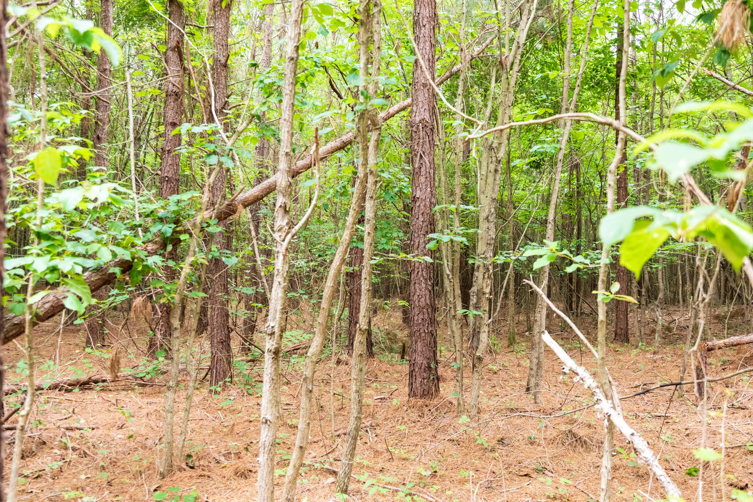 Tract 67 at Whiskey Ridge in Henderson County, Tennessee