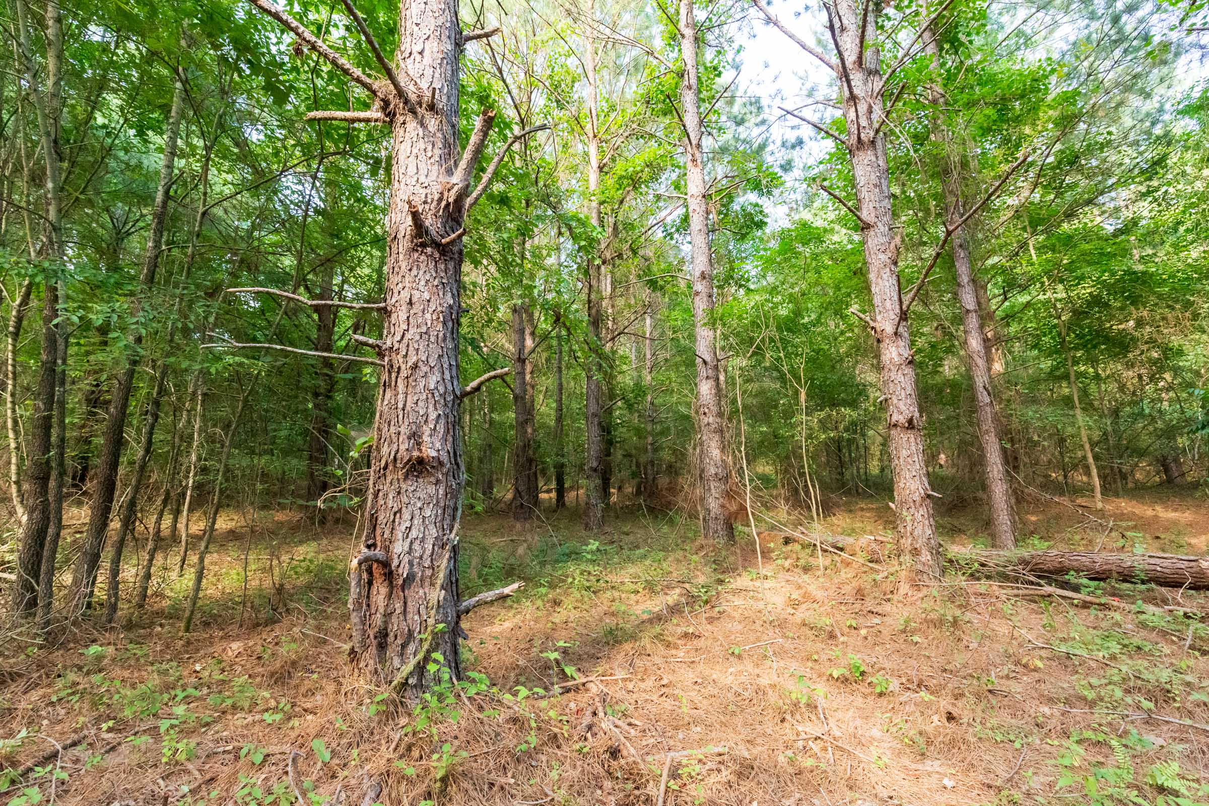 Tract 70 at Whiskey Ridge in Henderson County, Tennessee