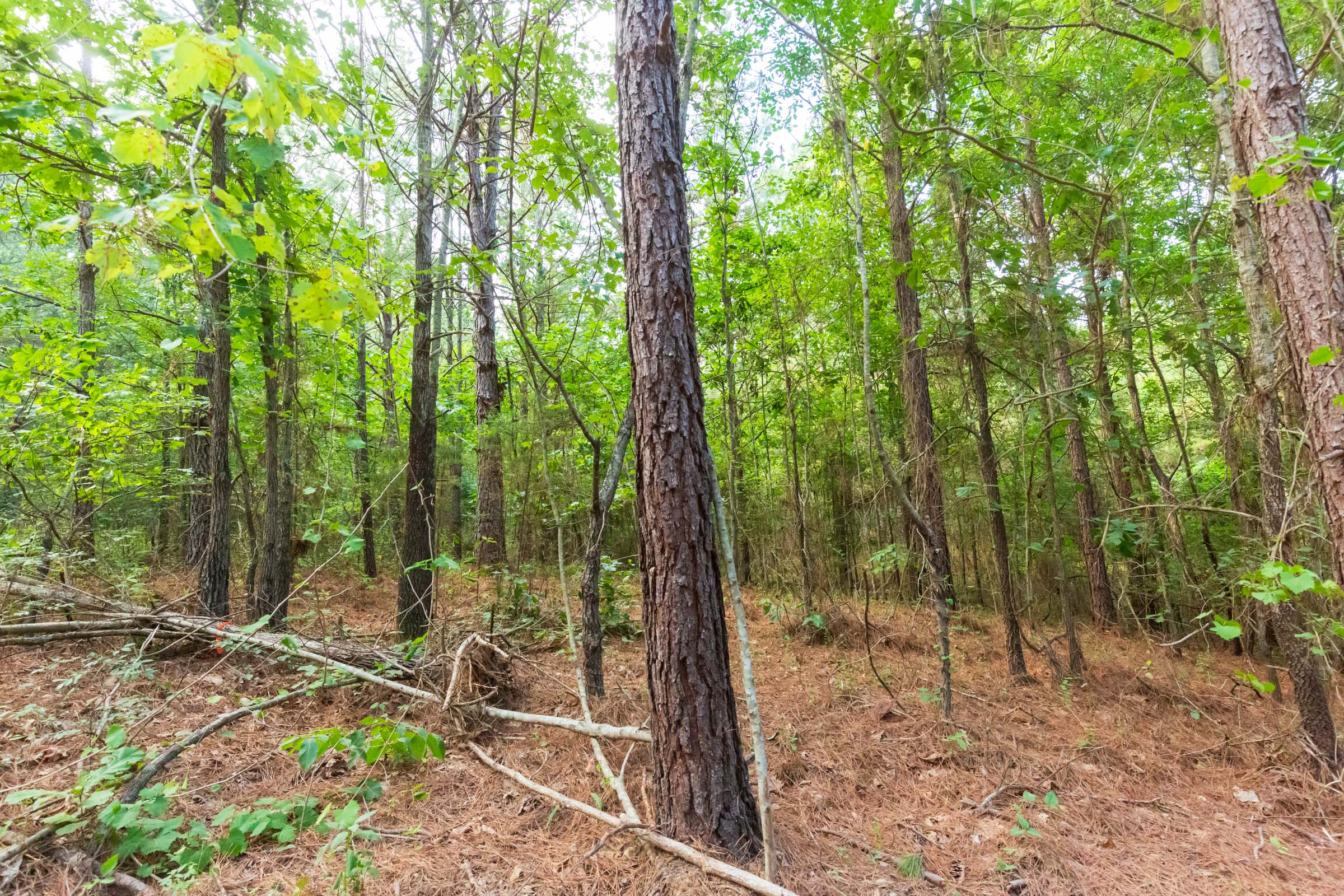 Tract 72 at Whiskey Ridge in Henderson County, Tennessee