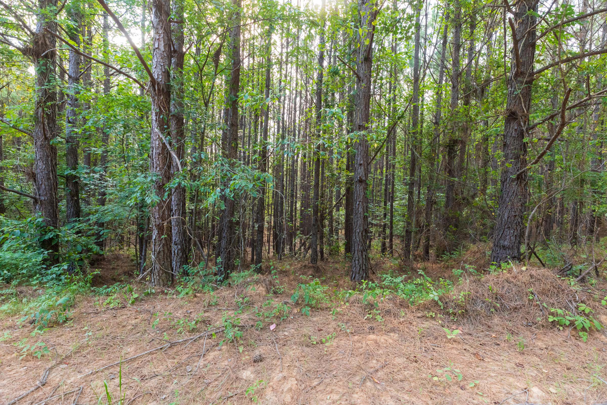 Tract 74 at Whiskey Ridge in Henderson County, Tennessee
