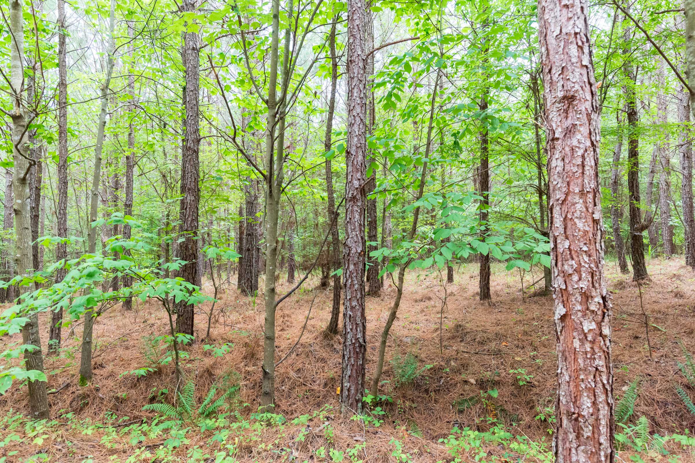 Tract 75 at Whiskey Ridge in Henderson County, Tennessee