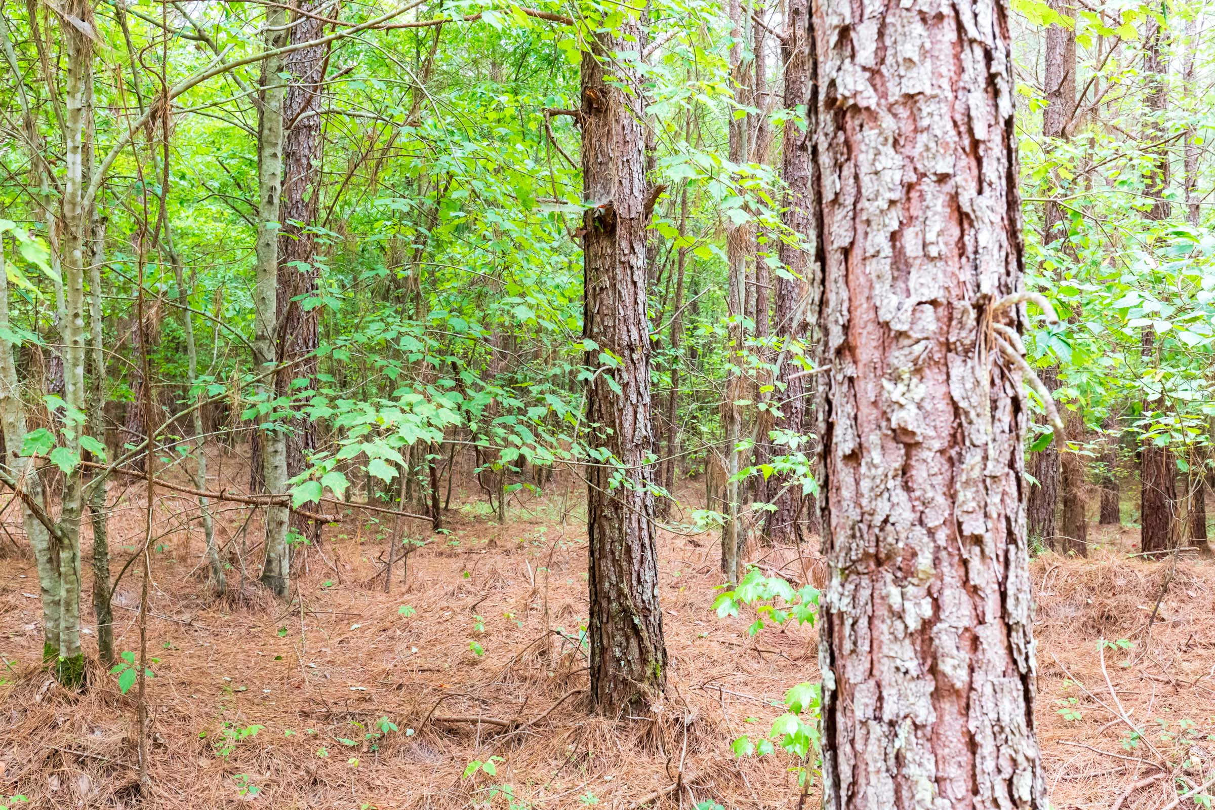 Tract 76 at Whiskey Ridge in Henderson County, Tennessee