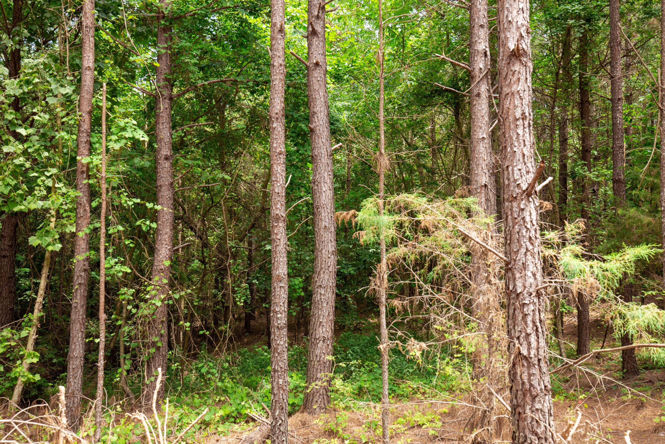 Tract 78 at Whiskey Ridge in Henderson County, Tennessee