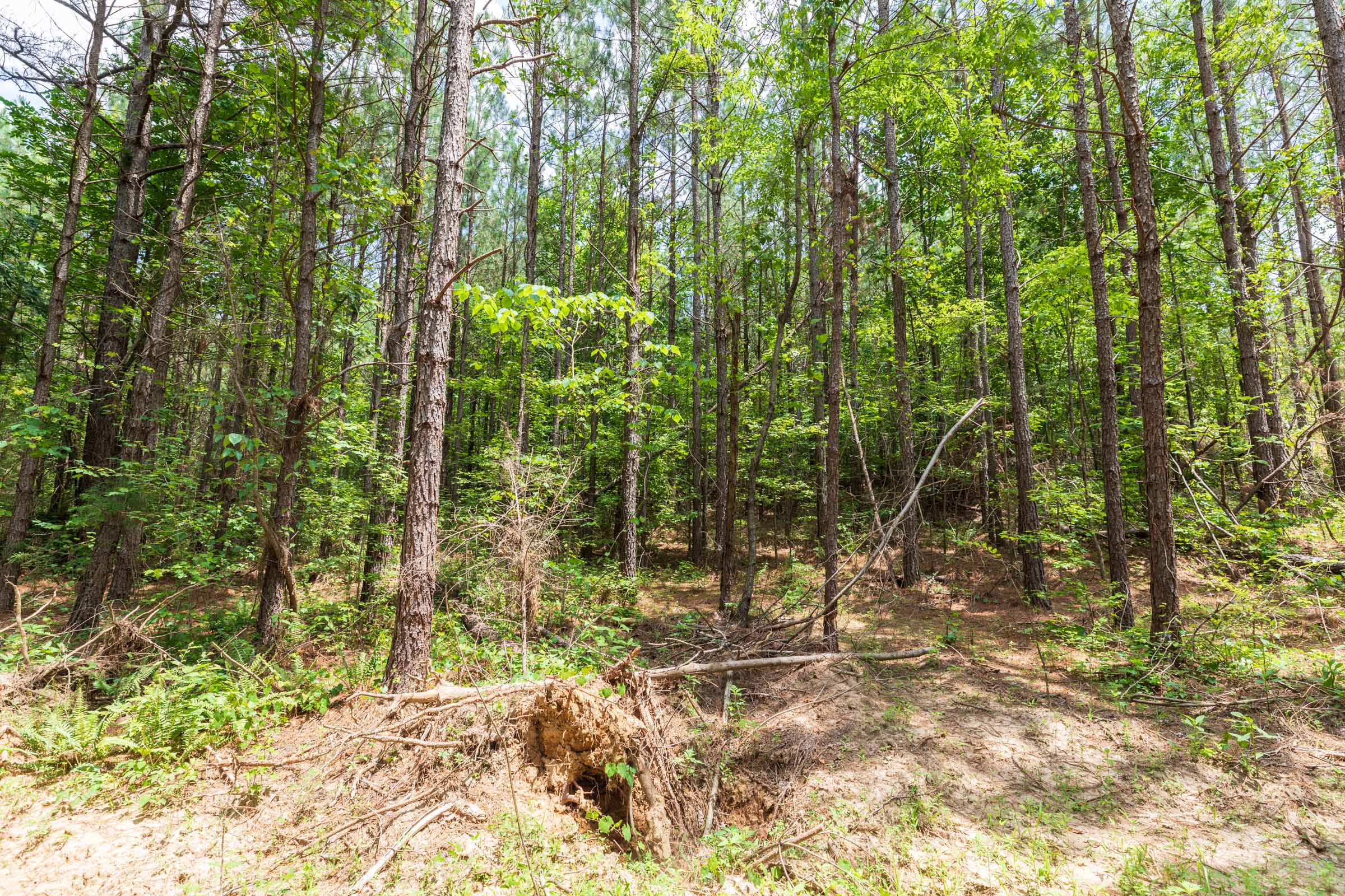 Tract 8 at Whiskey Ridge in Henderson County, Tennessee
