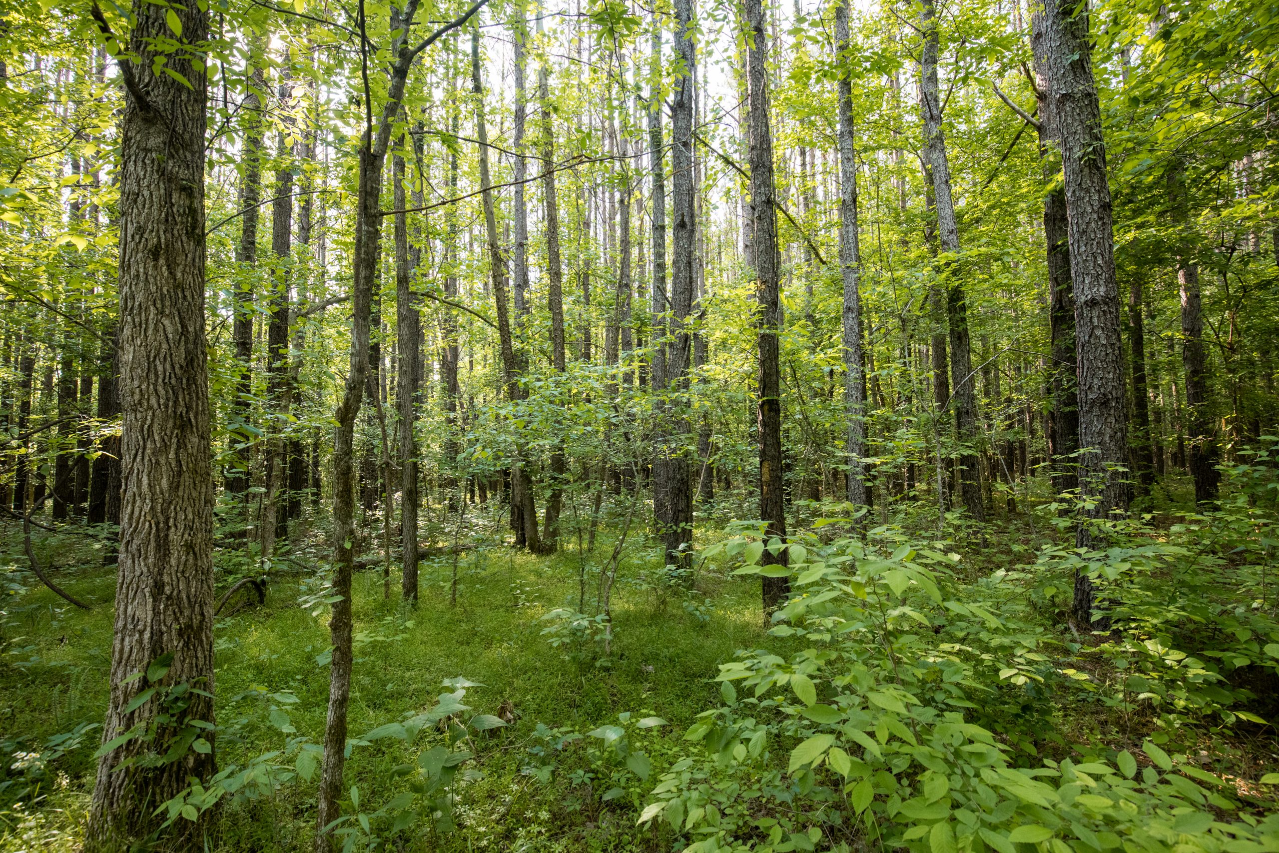 Tract 80 at Whiskey Ridge in Henderson County, Tennessee