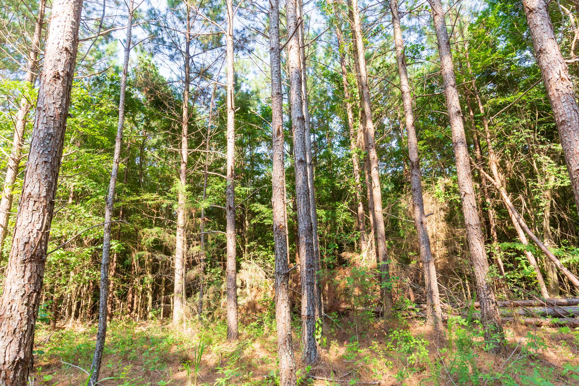 Tract 82 at Whiskey Ridge in Henderson County, Tennessee