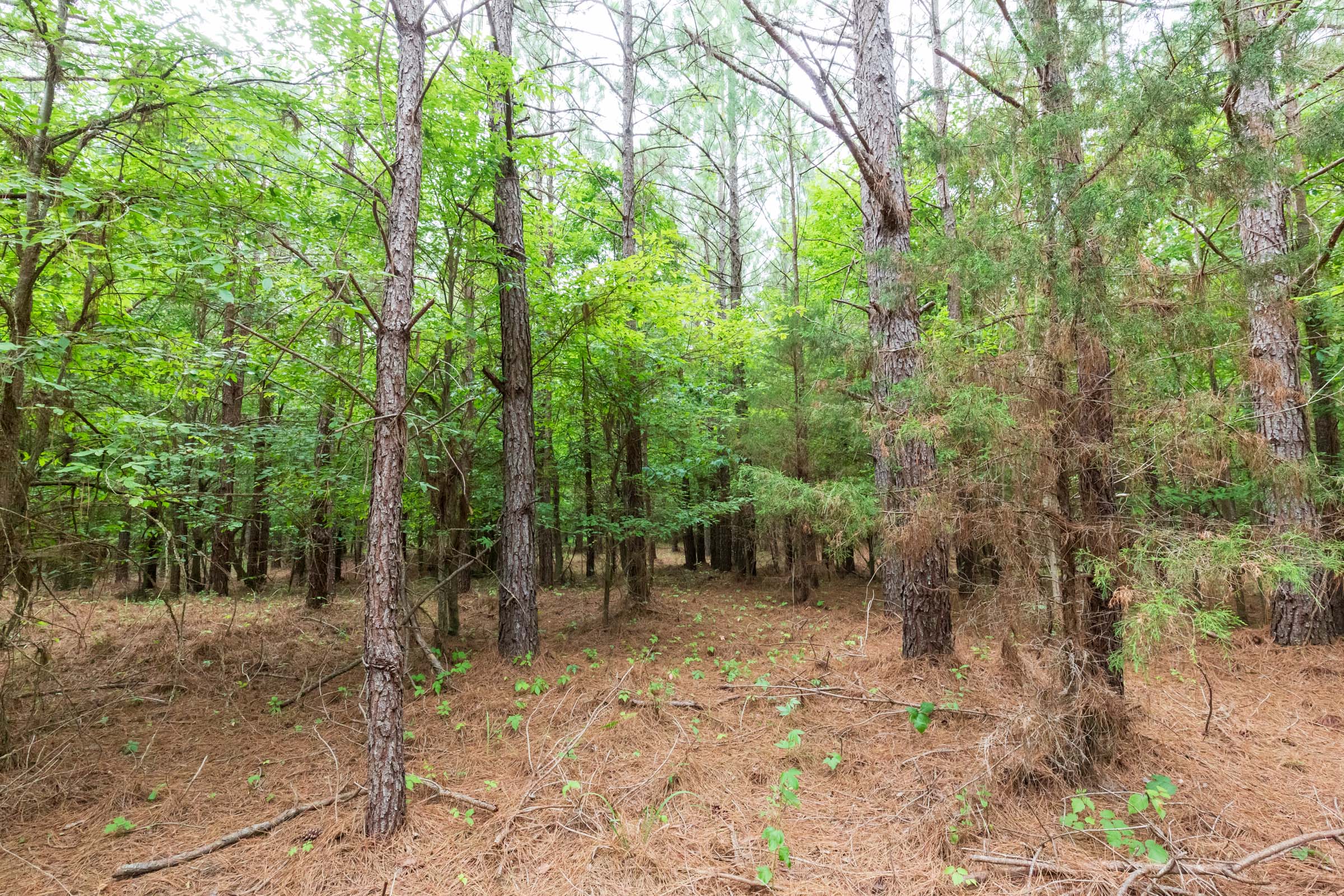 Tract 83 at Whiskey Ridge in Henderson County, Tennessee