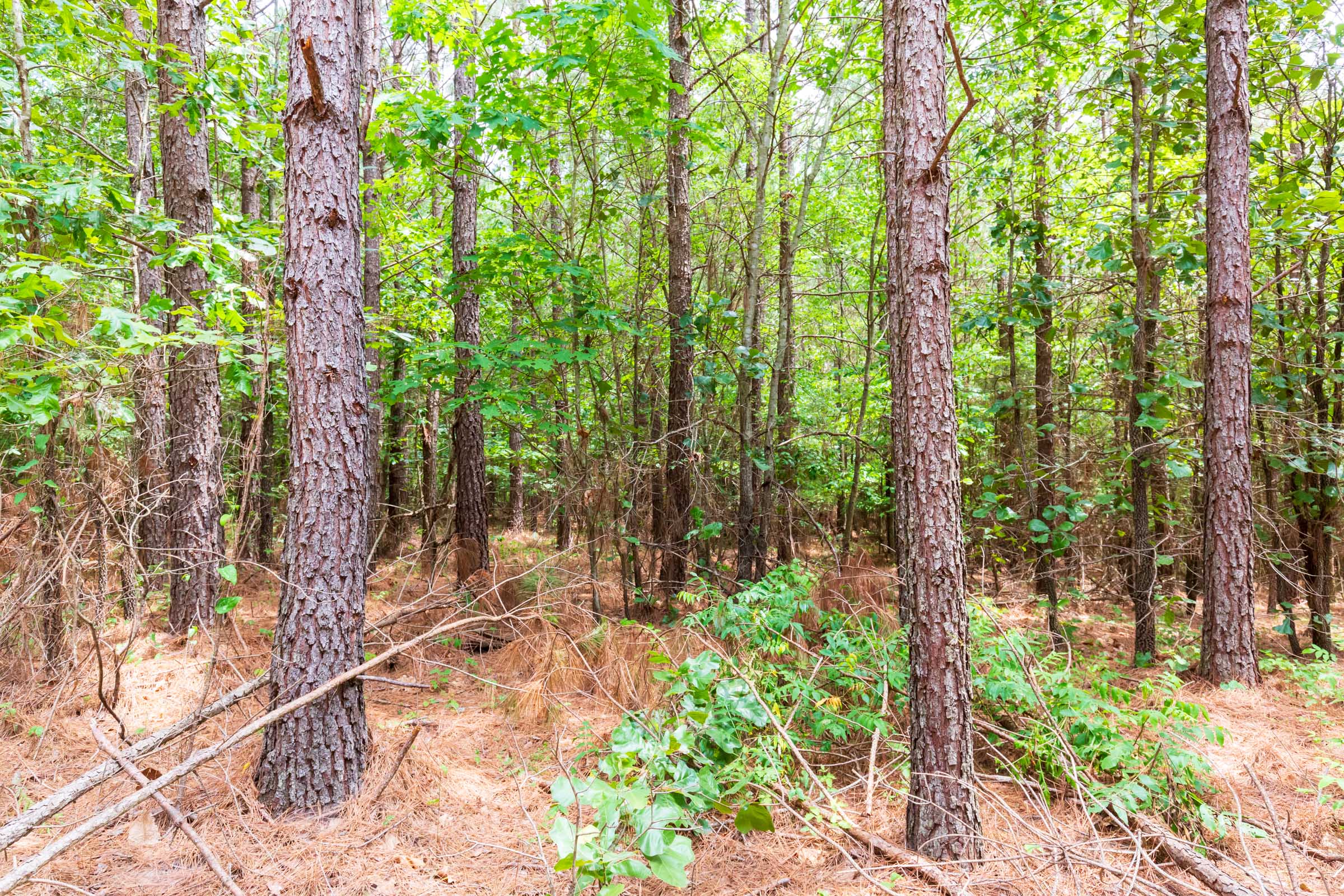 Tract 84 at Whiskey Ridge in Henderson County, Tennessee