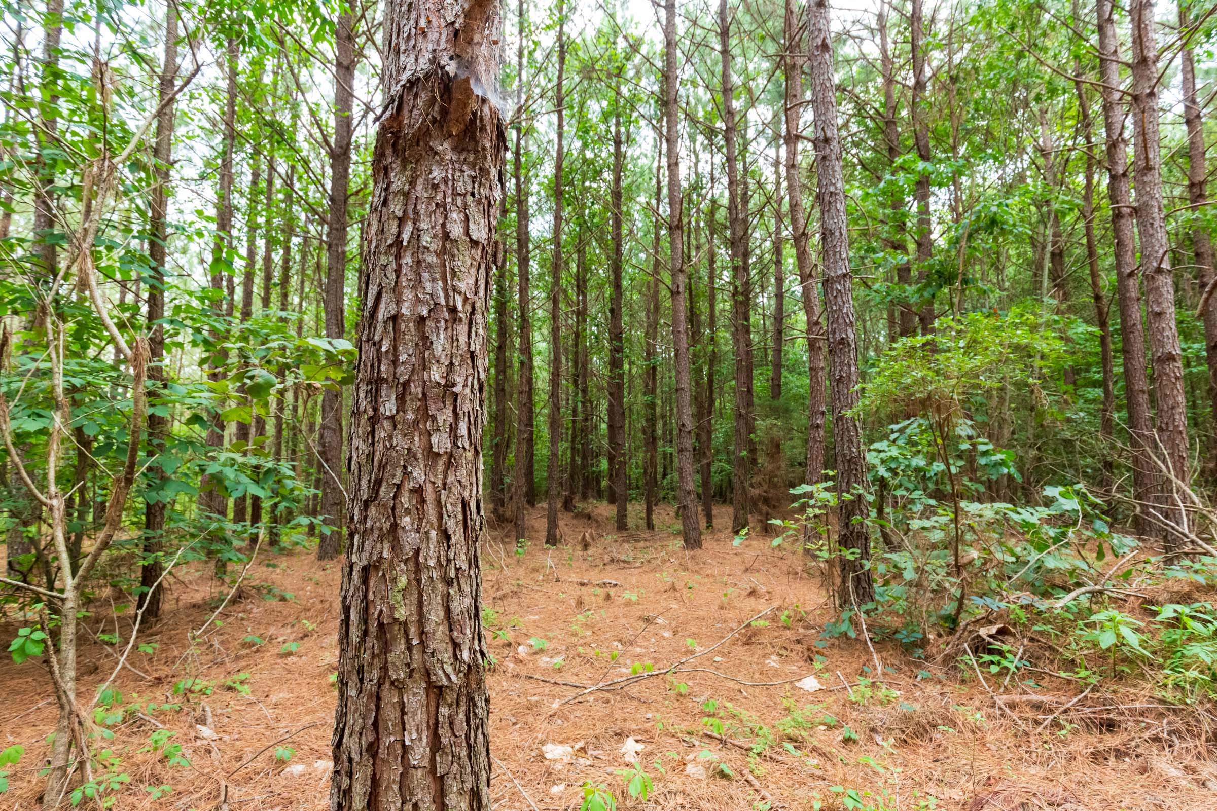 Tract 86 at Whiskey Ridge in Henderson County, Tennessee