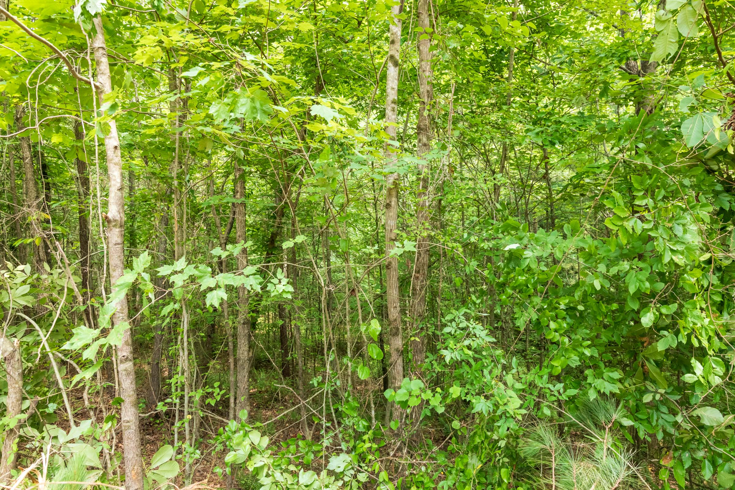 Tract 9 at Whiskey Ridge in Henderson County, Tennessee
