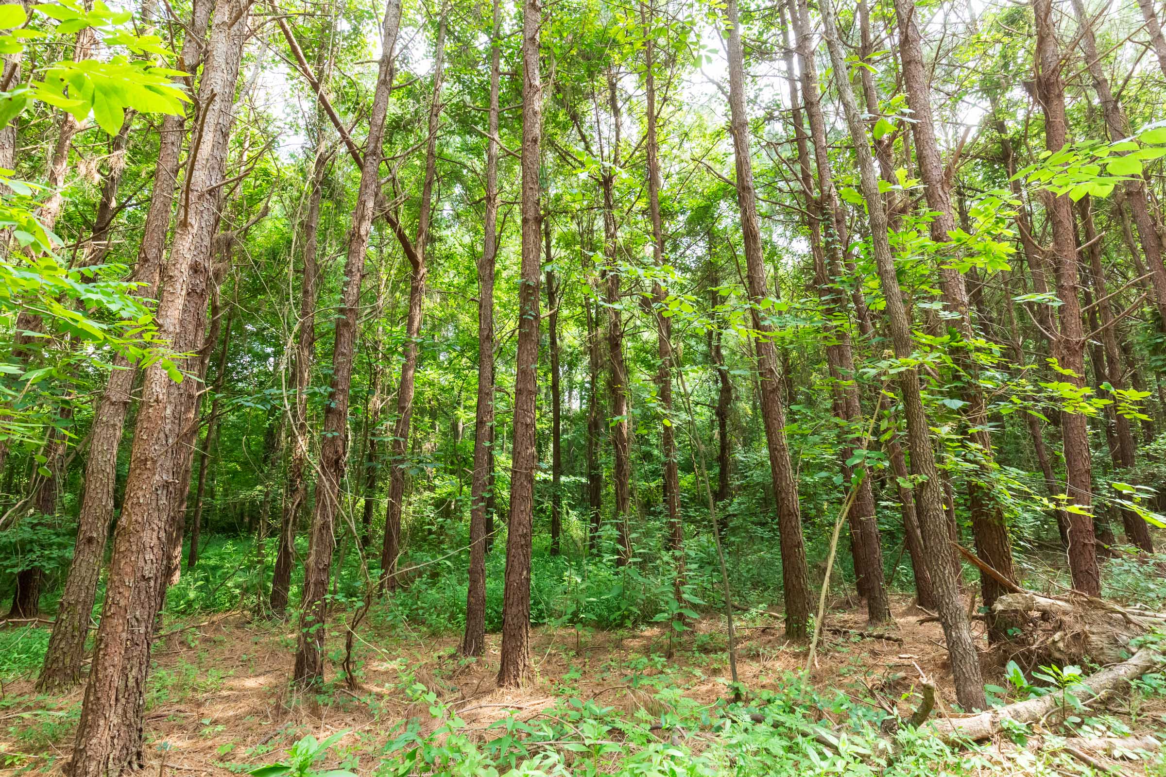 Tract 95 at Whiskey Ridge in Henderson County, Tennessee