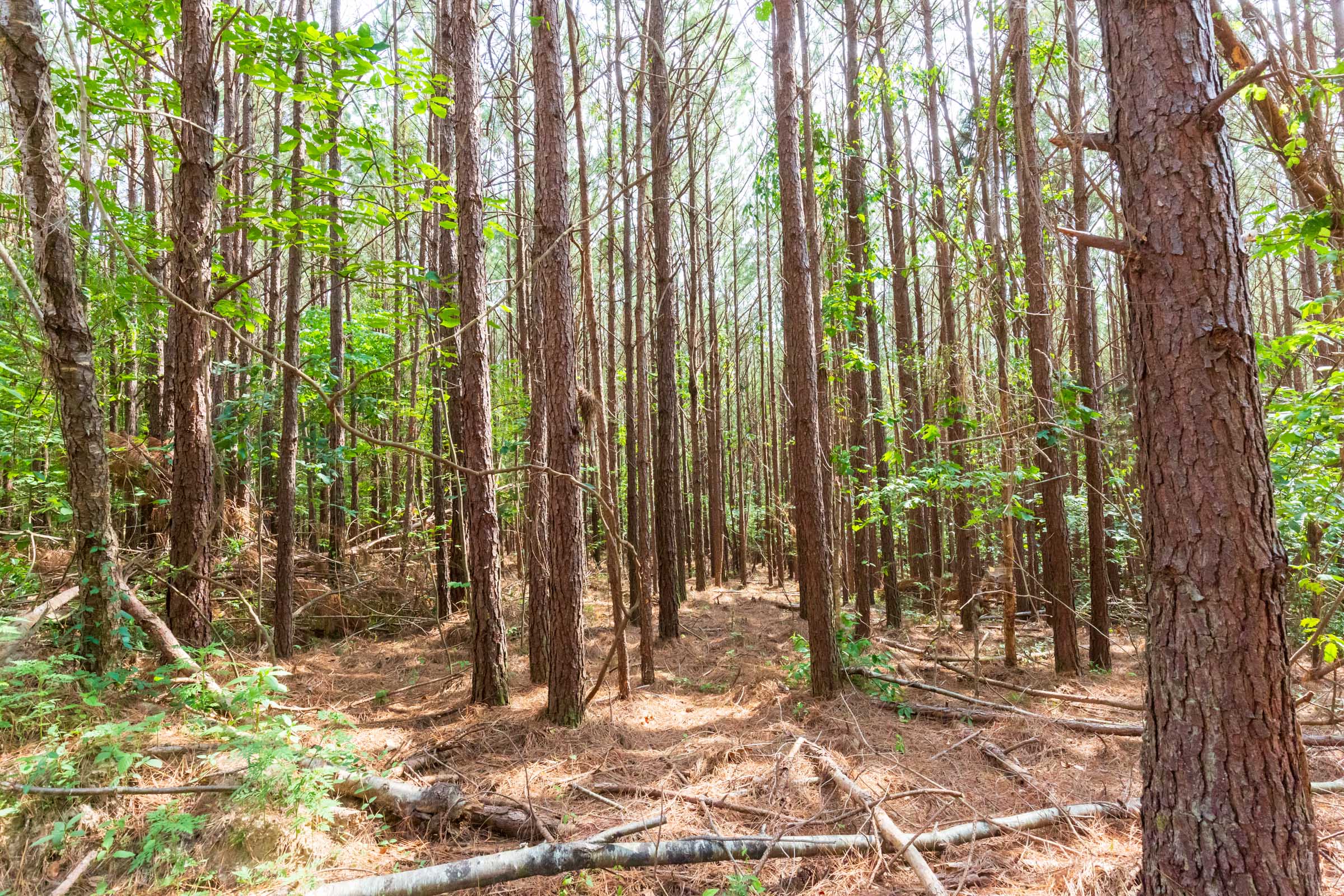 Tract 96 at Whiskey Ridge in Henderson County, Tennessee